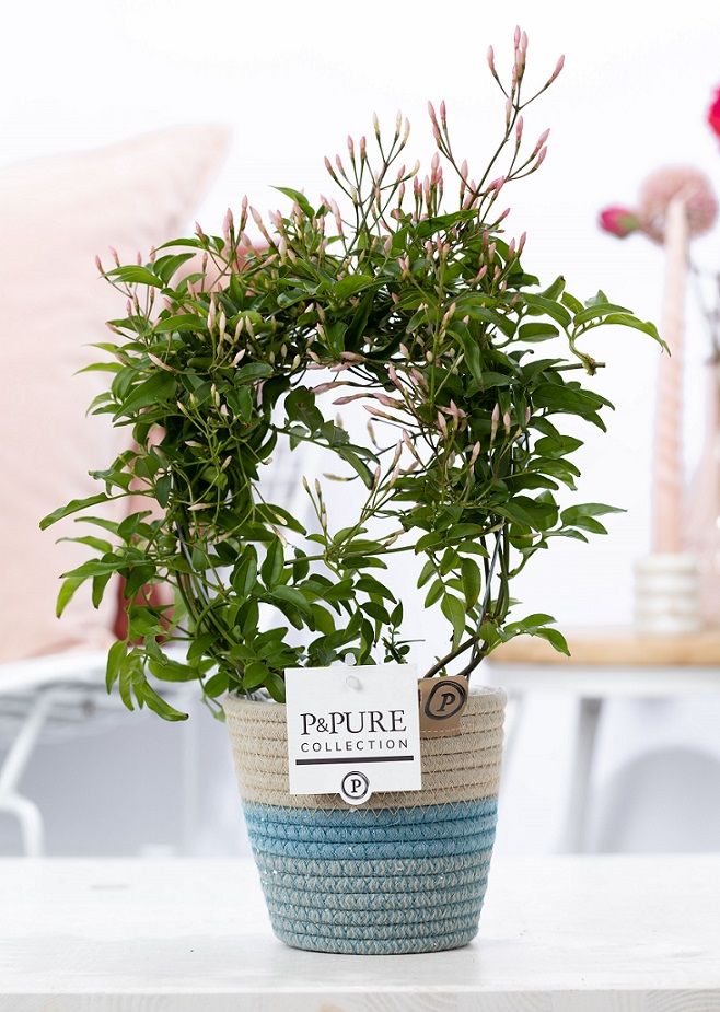 Jasminum Poly. ( 200+ knop) in P&PURE Fashionpot Valerie, D 12