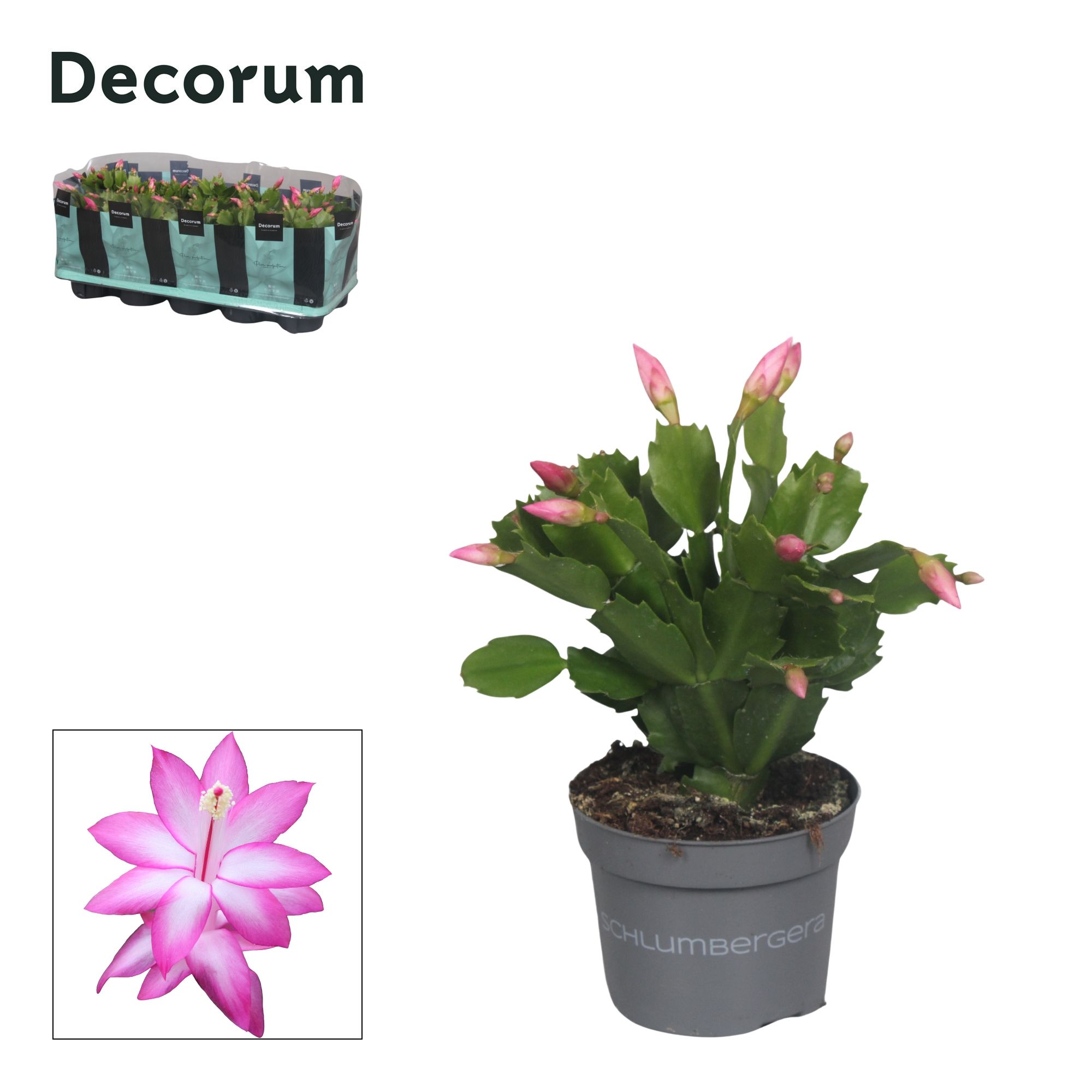 Schlumbergera - 10,5 cm - Purple (Purple Dancer) - Decorum, D 10,5