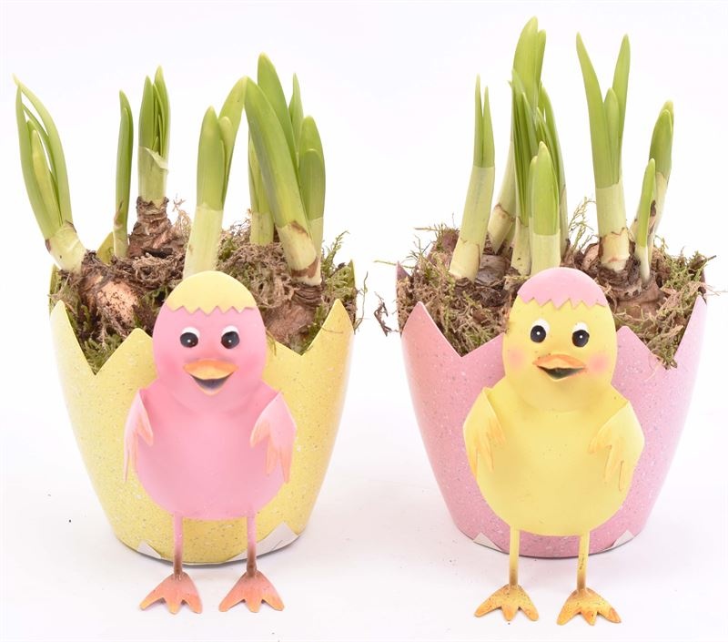 Zink ei met kip 10-12cm, D 12