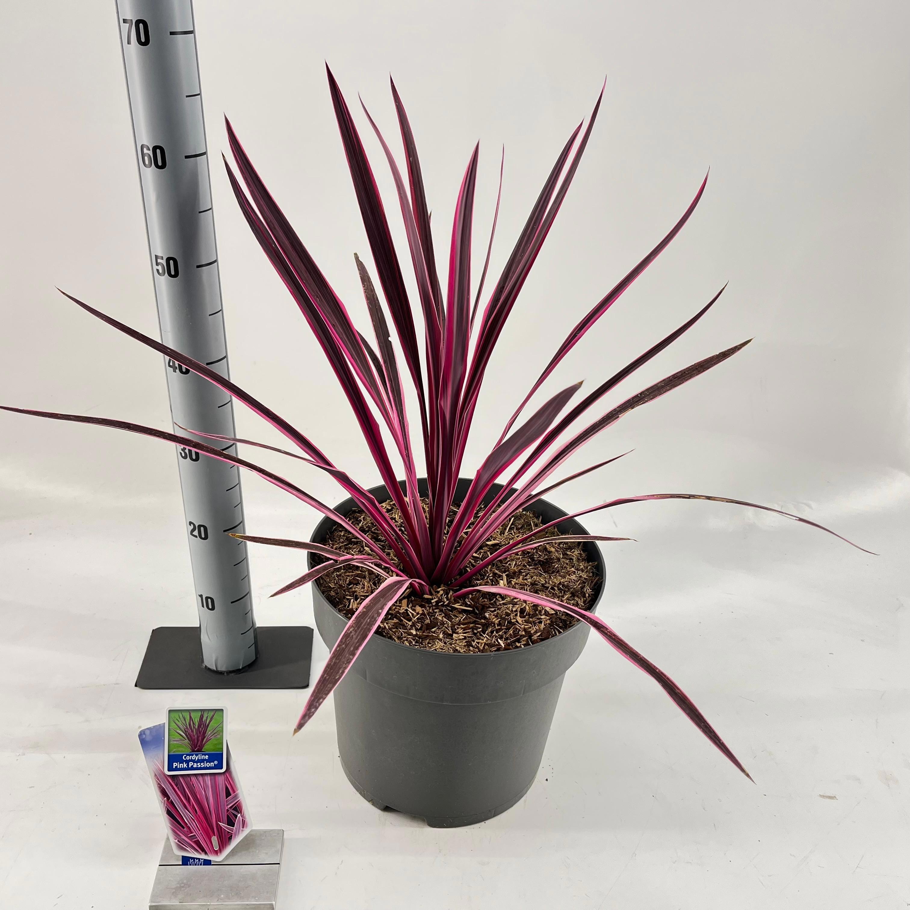Cordyline australis 'Pink Passion', D 32