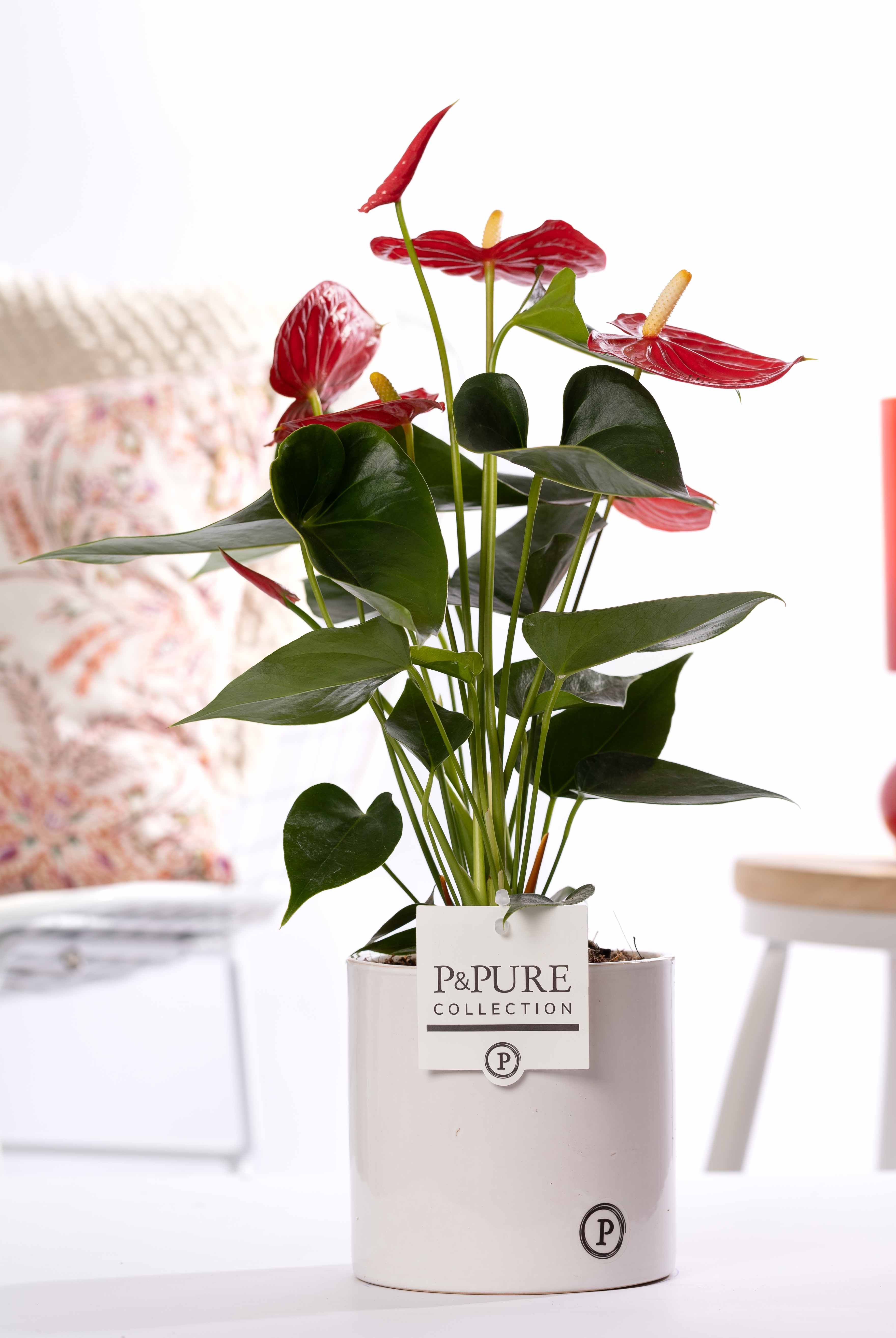 Anthurium red (Micra) in P&PURE Essential cer. white, D 12