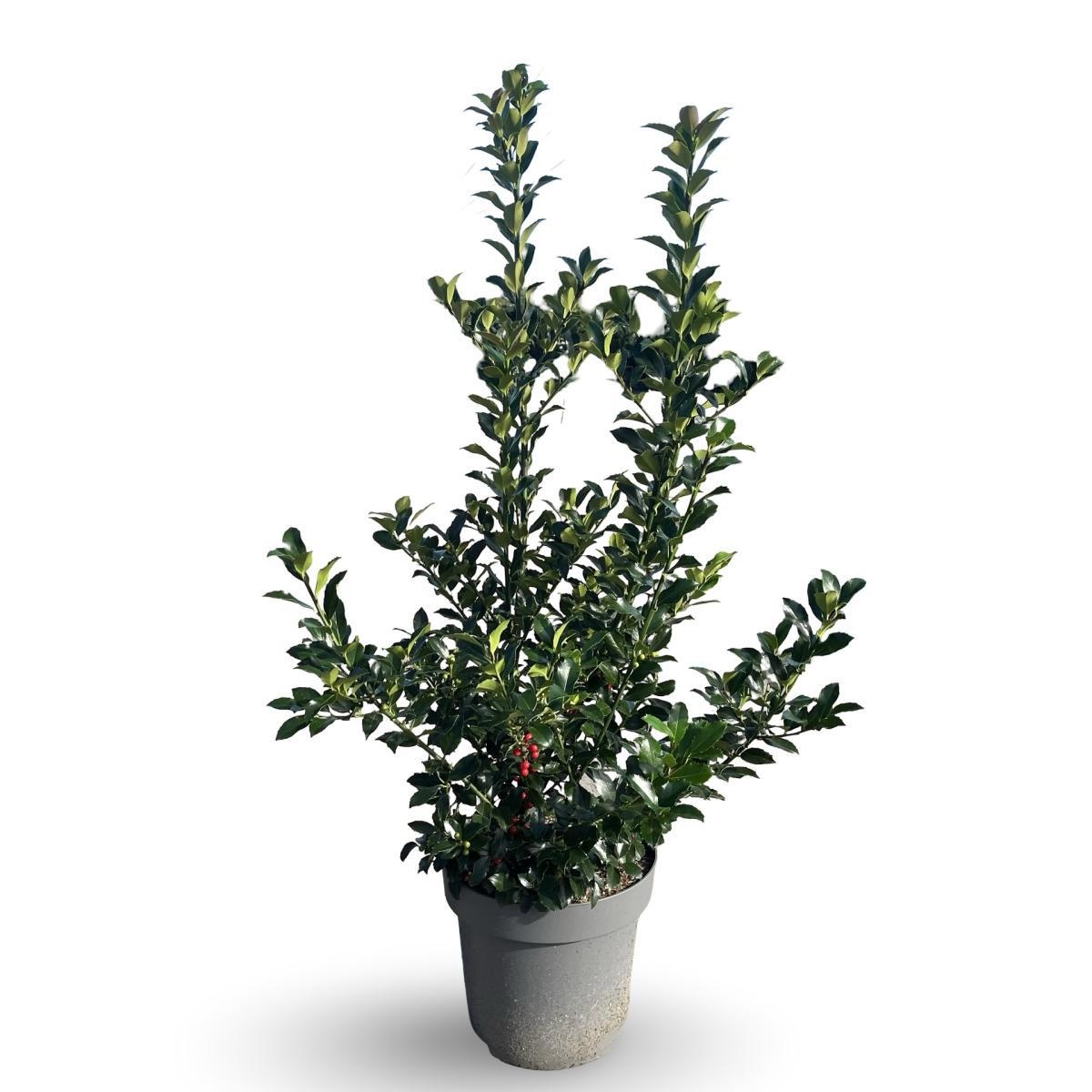 Ilex meserv. Blue Maid, D 31