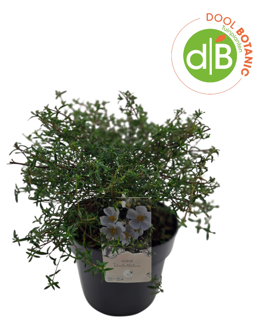 Halimium umbellatum, D 26