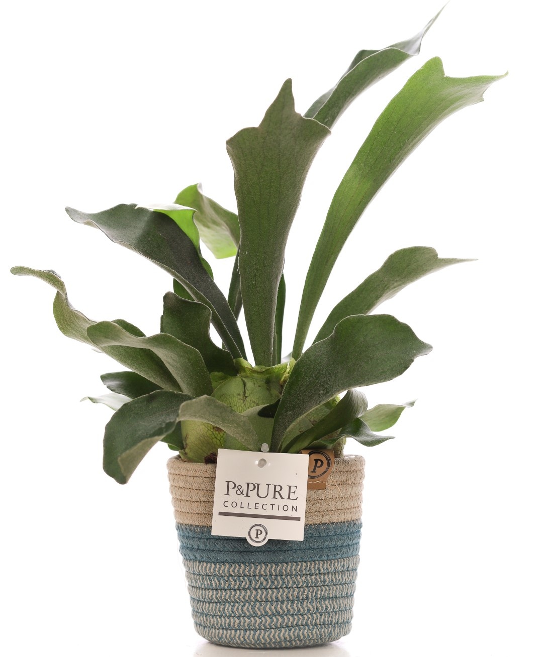 Platycerium Bif. in P&PURE Fashionpot Valerie, D 12