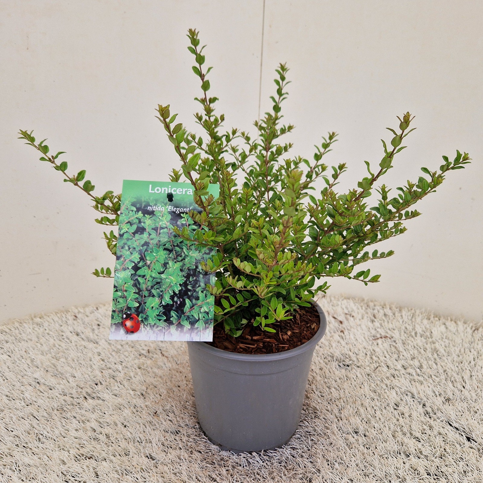Lonicera nit. 'Elegant', D 15