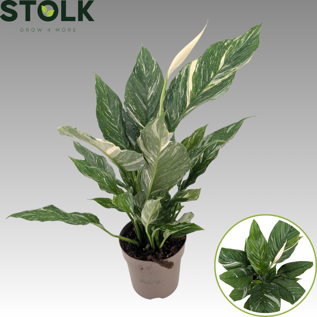 Spathiphyllum Diamond 14cm 'Variegata' bloeiend, D 14