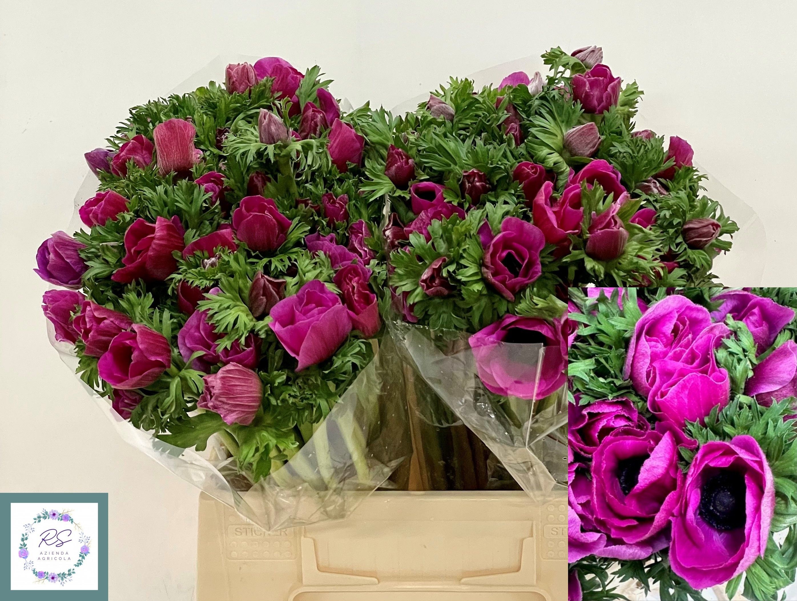 Анемон Мистраль + Фуксия 45 (фиолет.), шт.