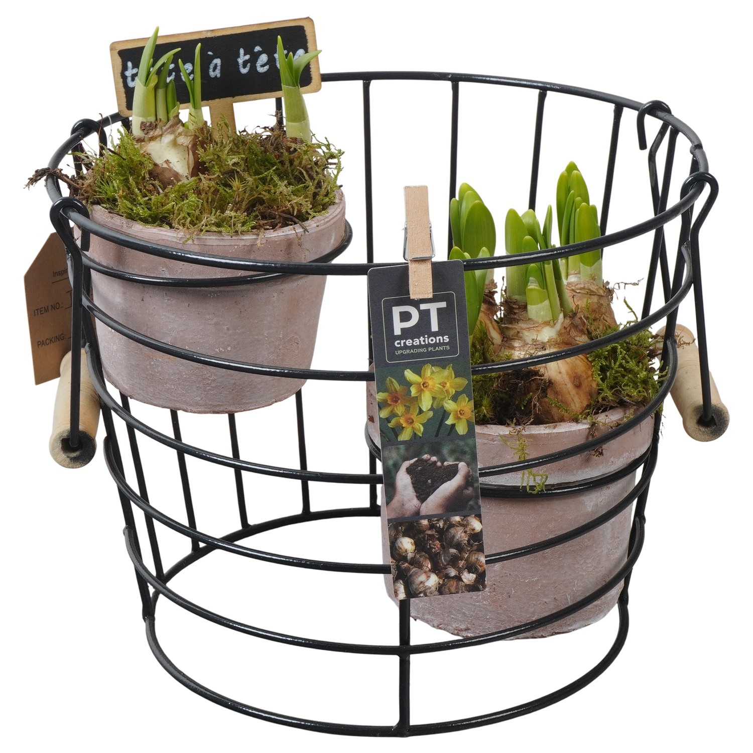 PTN8665 Arrangement Narcissus in terracotta pot met metaal, D 23