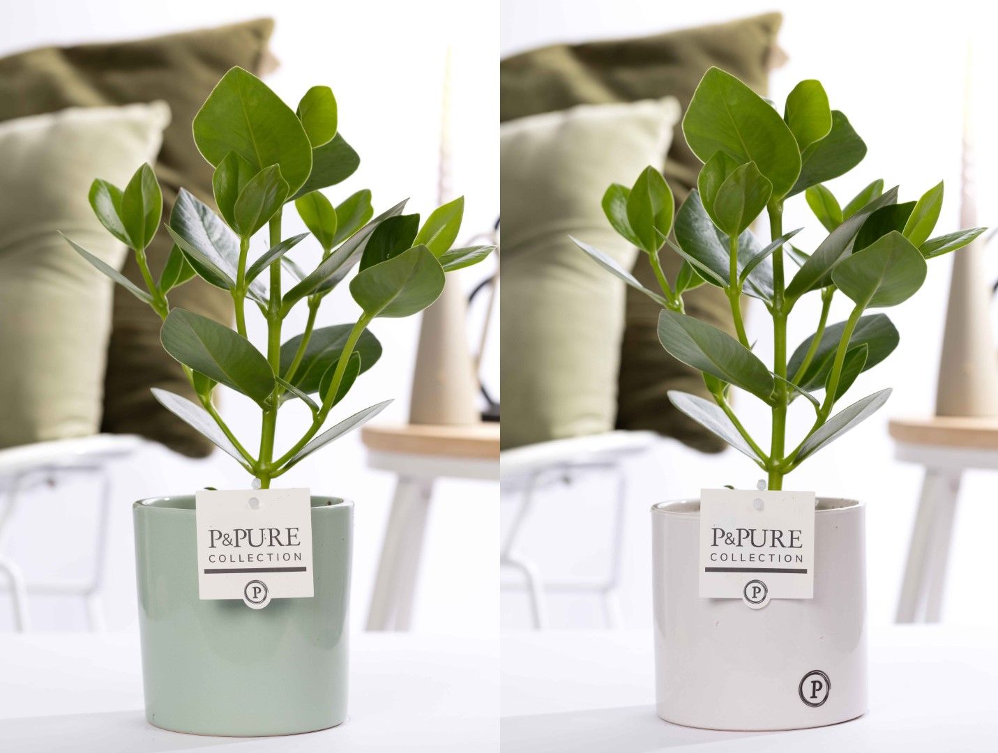 Clusia Rosea Princess in P&PURE Essential ceramics ass. 2, D 12