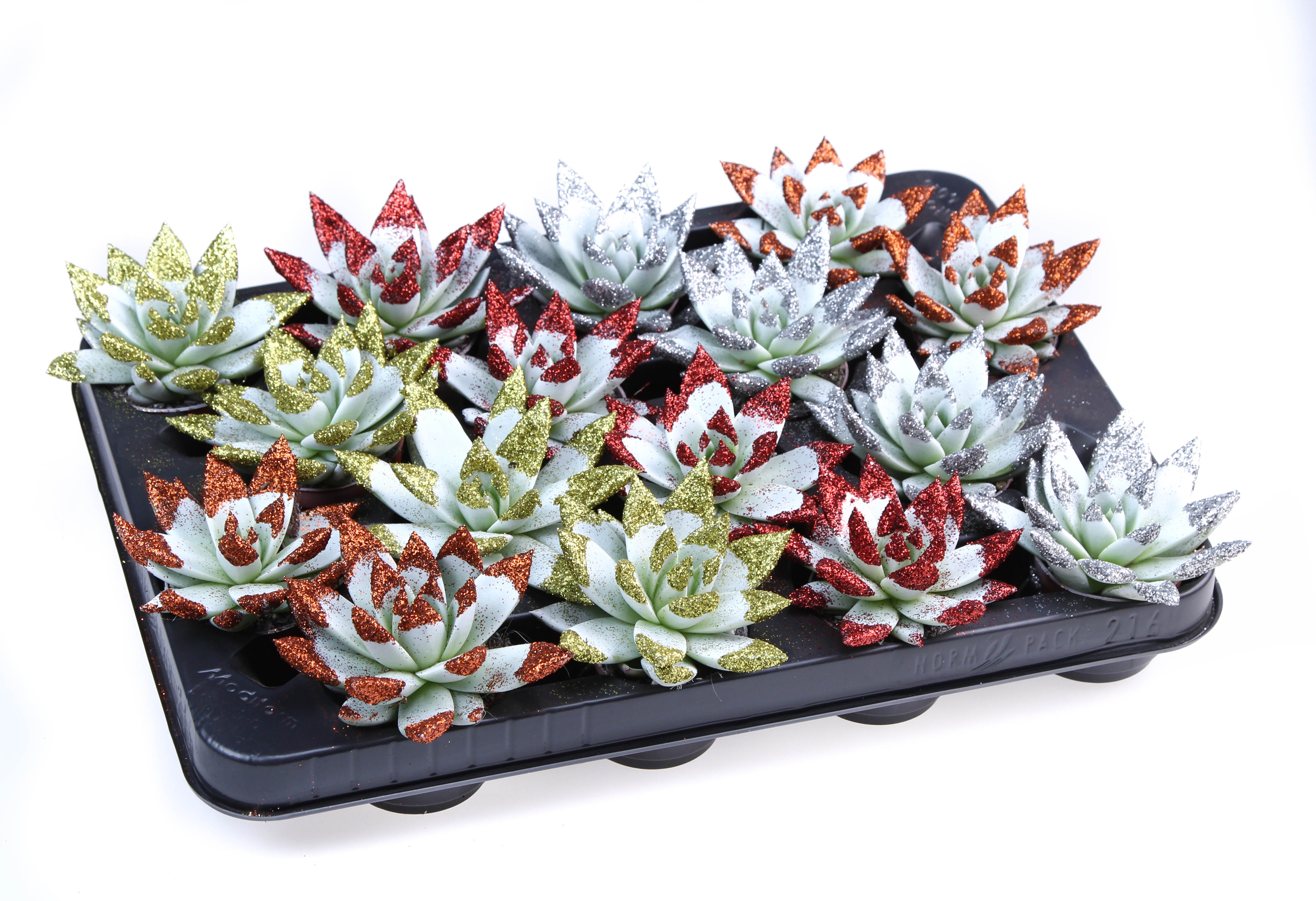 Miranda wit + glittertips, D 6,5