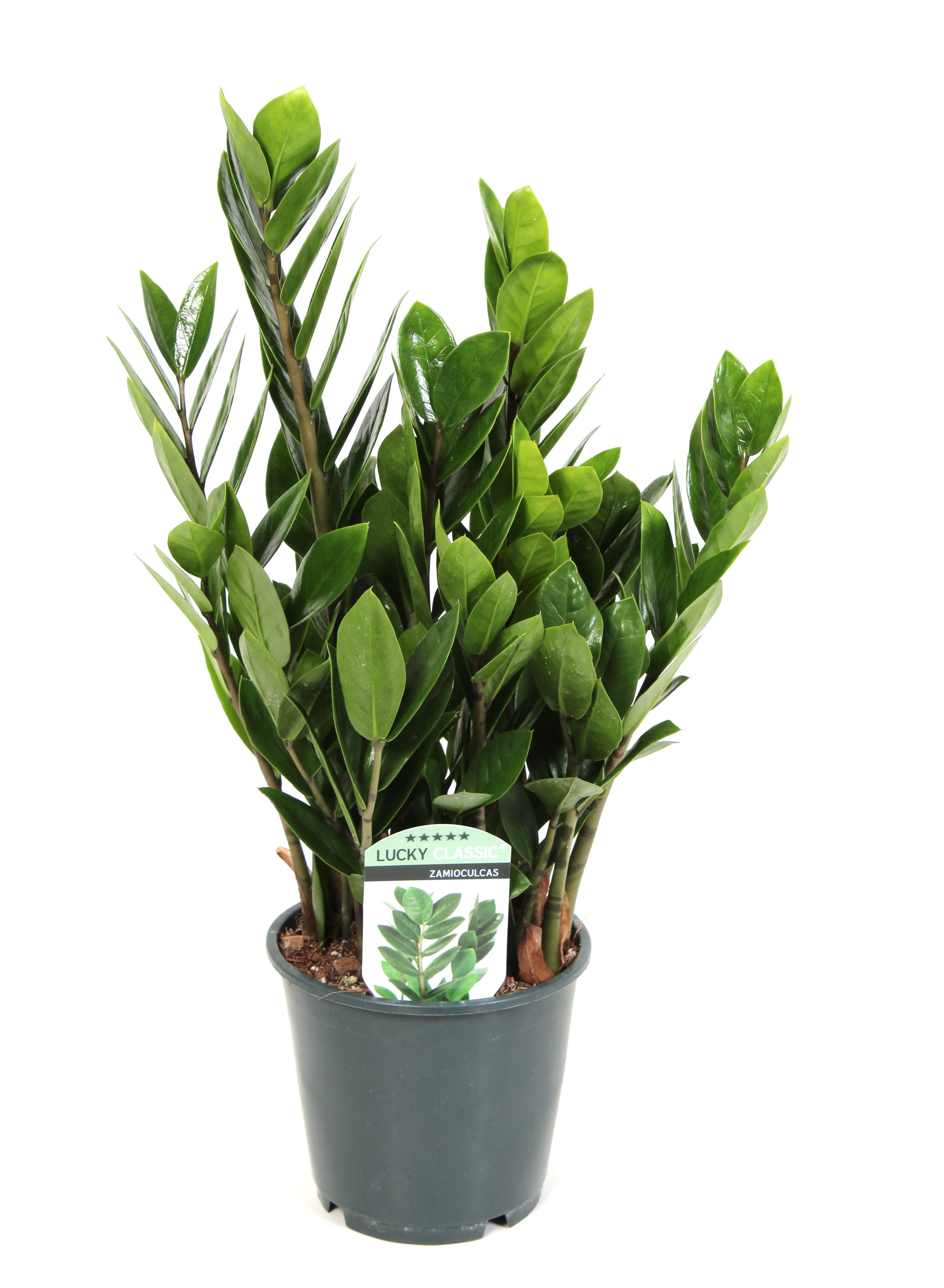 Zamioculcas Lucky Classic 6+ veren, D 14