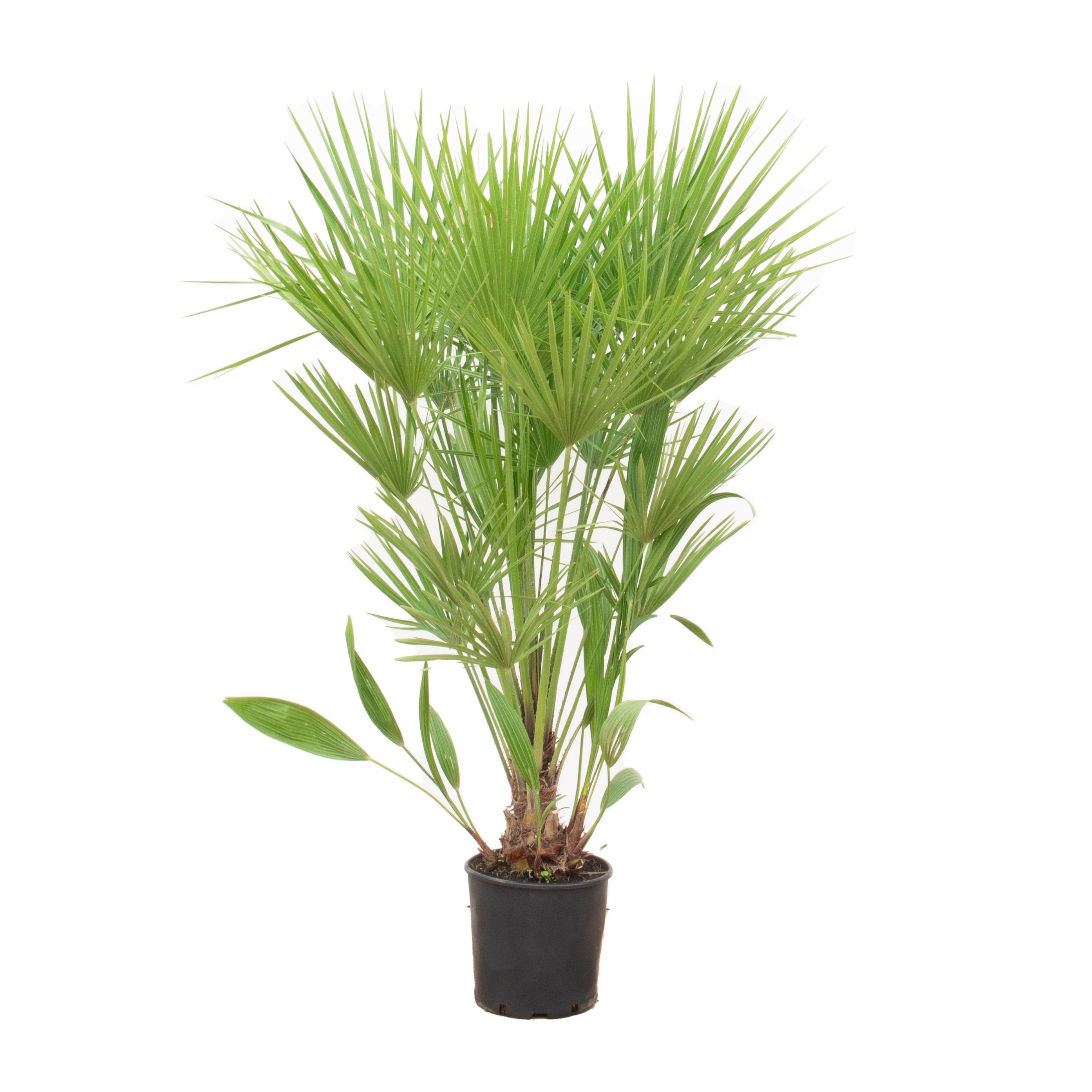 Chamaerops Humilis - 170cm, D 24