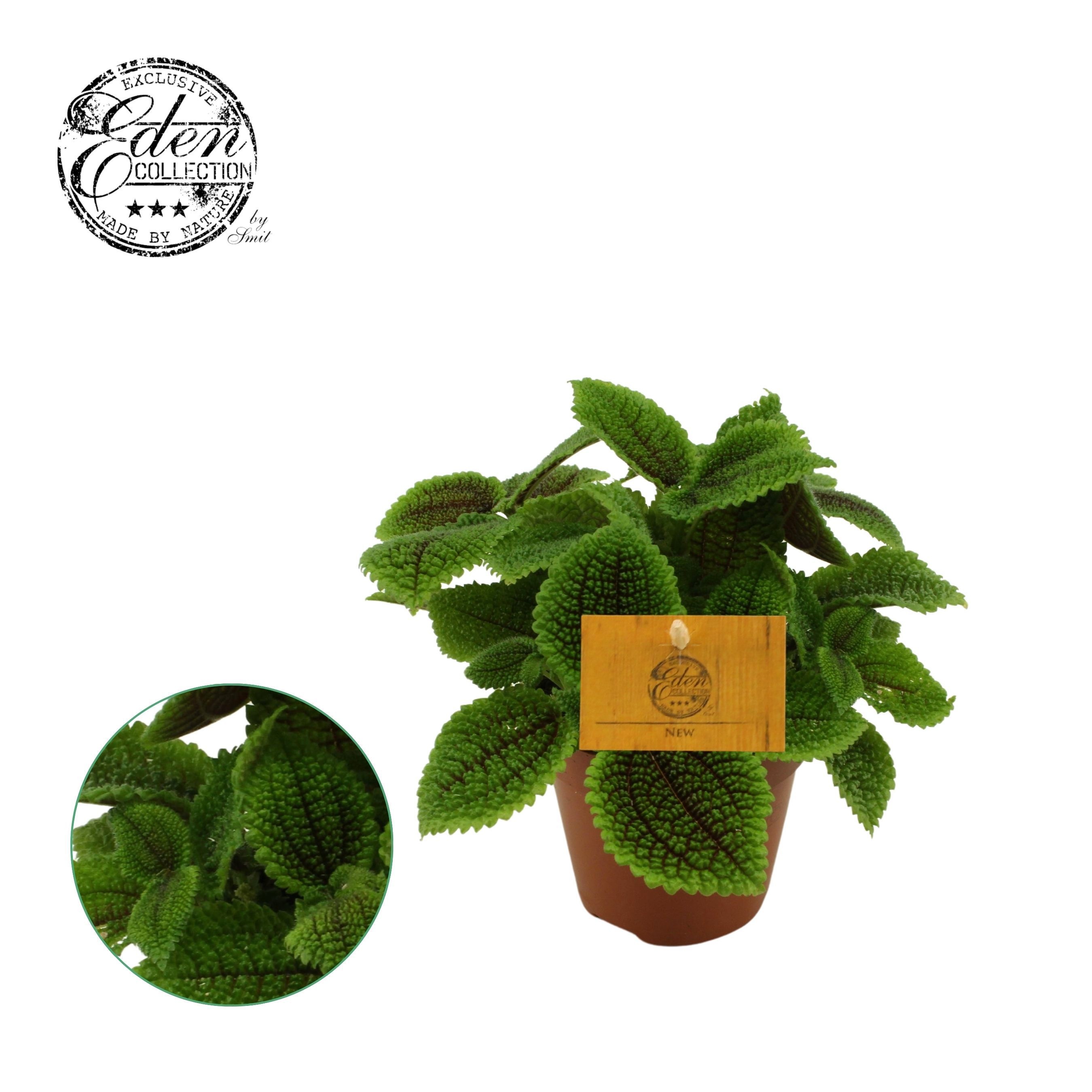 Pilea Moon valley, 12cm, D 12 cm