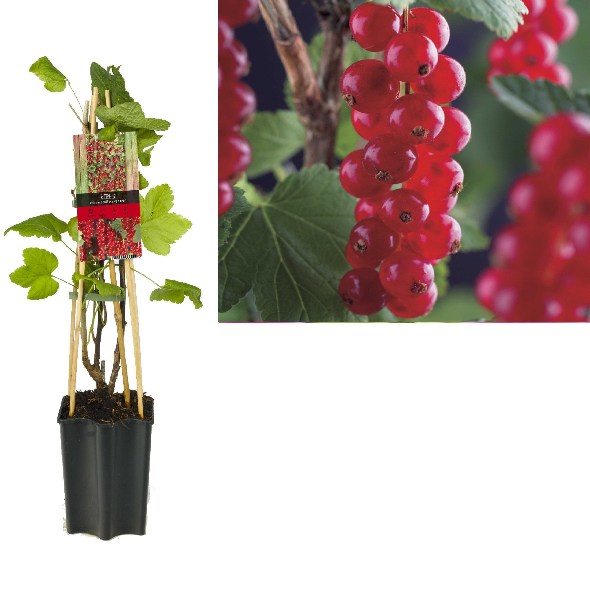 Ribes rubrum 'Jonkheer van Tets' +3.0 label, D 15