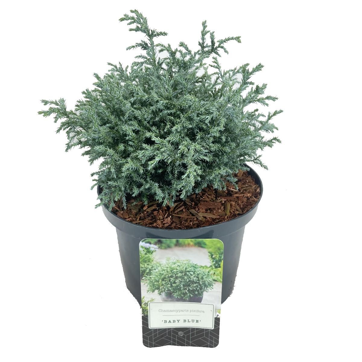 Chamaecyparis pisifera 'Baby Blue', D 18