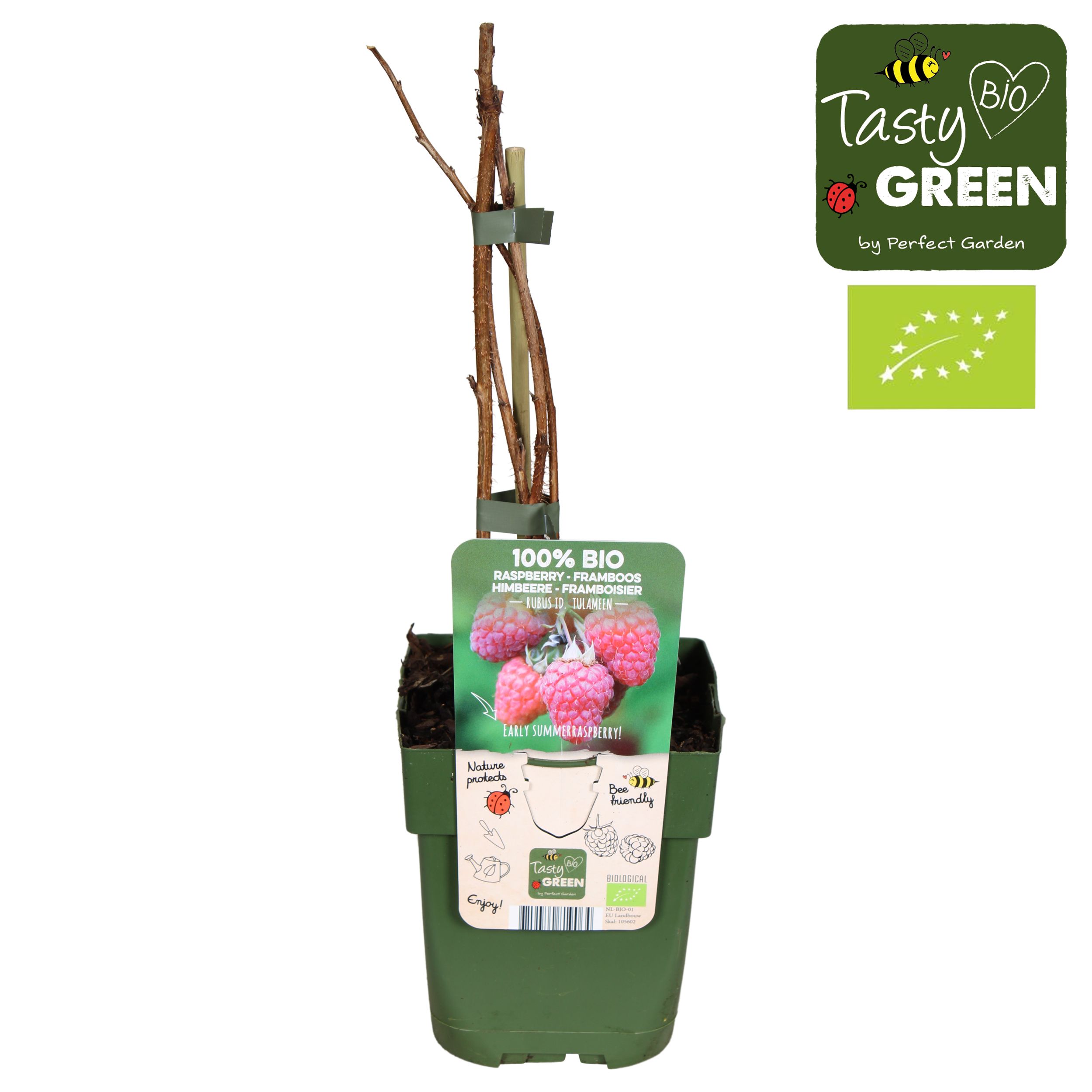 Rubus idaeus Tulameen Bio P13, D 13