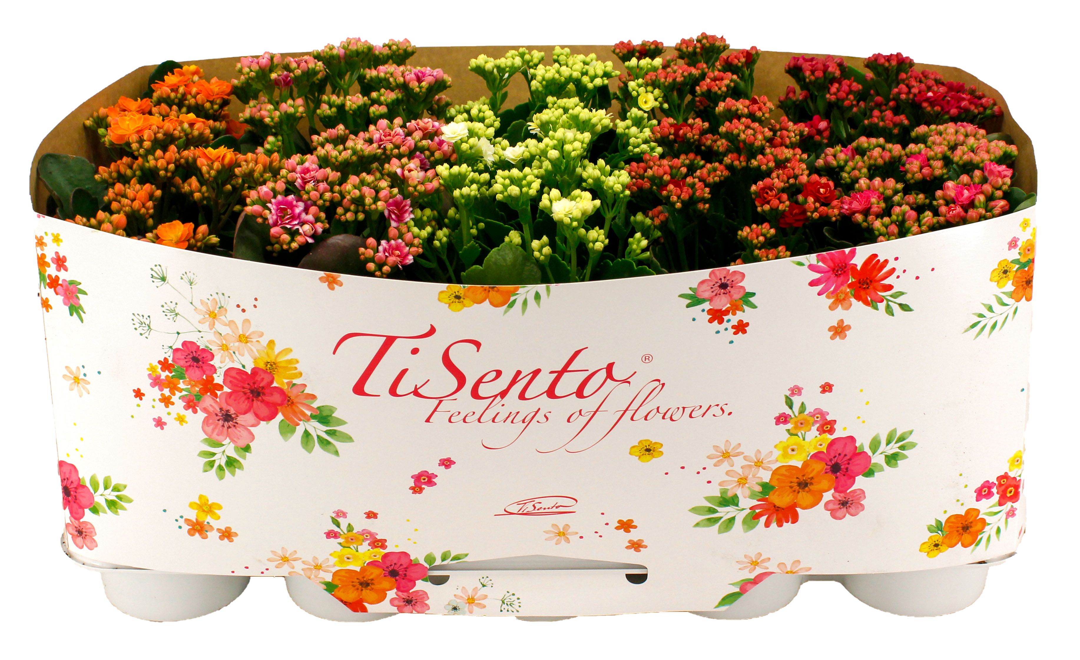 Calandiva 12 cm Mix in Floral kraag, D 12