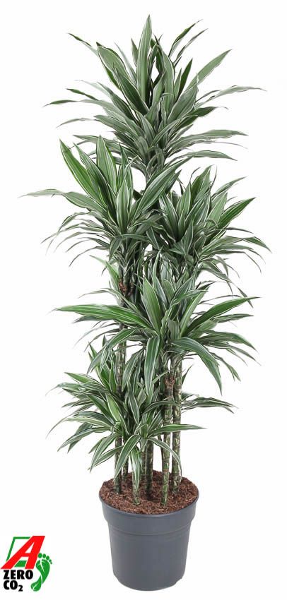 Dracaena Warneckei 120-carrousel, D 34