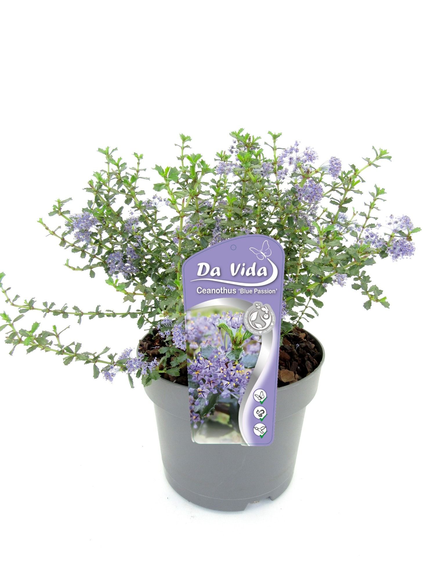 Ceanothus Blue Passion, D 19