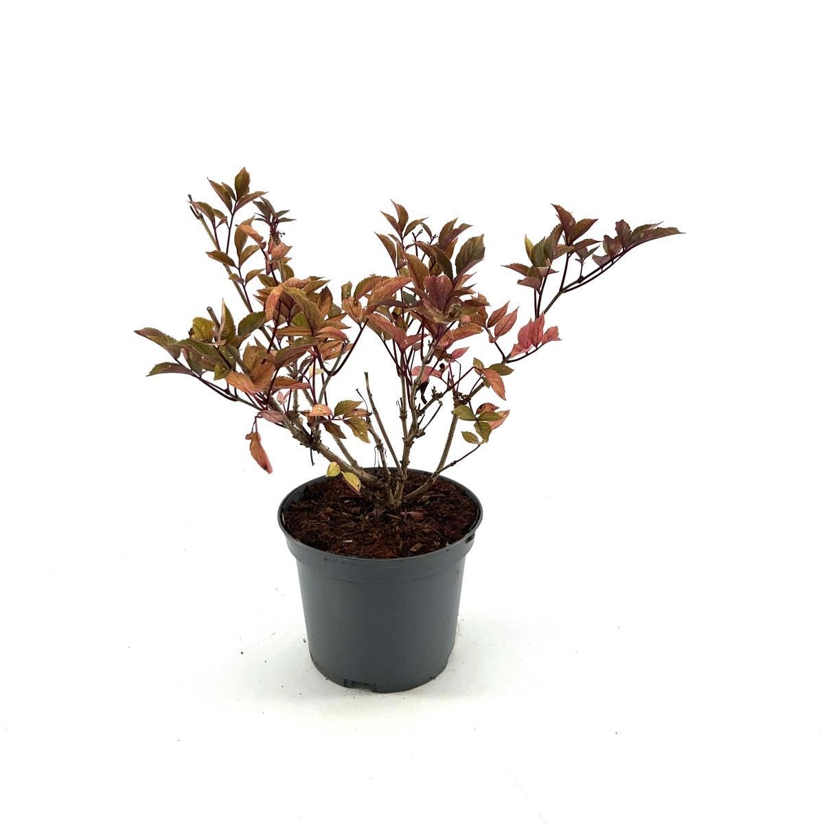 Sambucus nigra 'Thundercloud', D 19