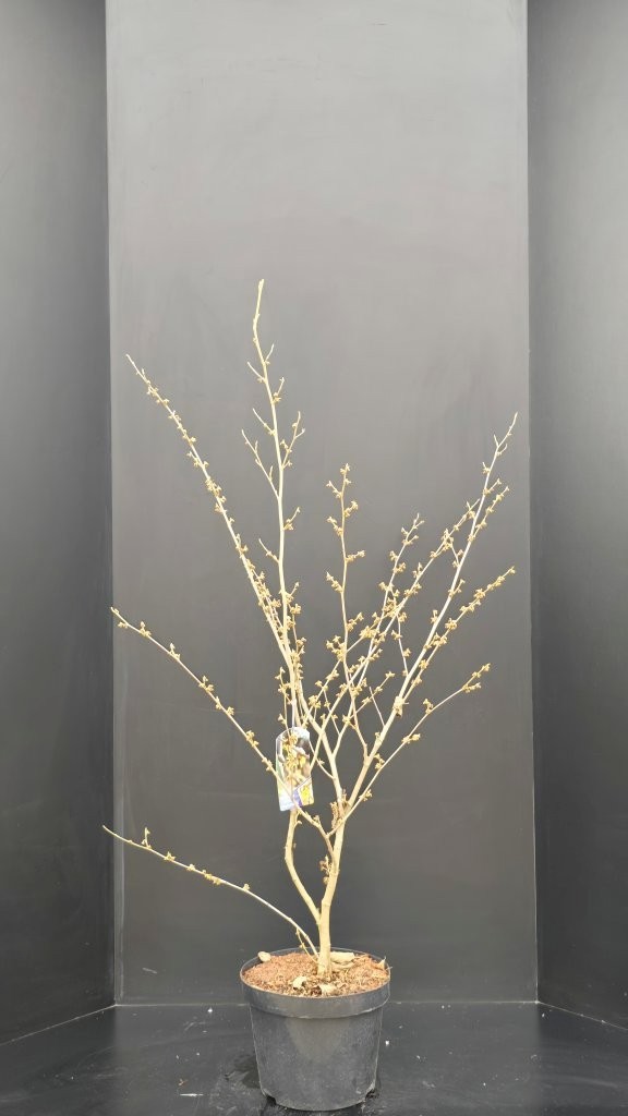 Hamamelis x intermedia 'Arnold Promise', D 29