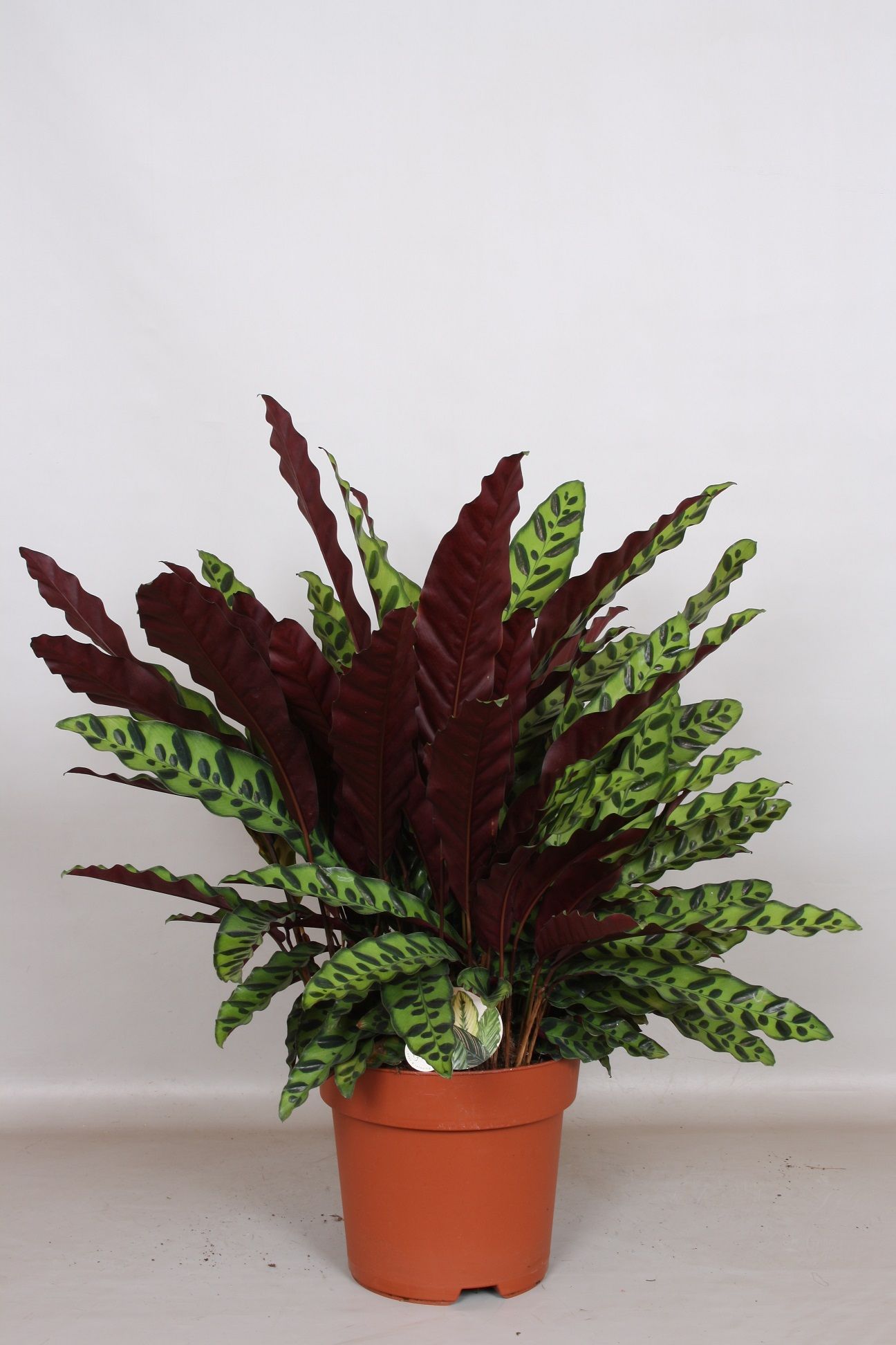 Calathea lancifolia Insignes - Green4life, D 24