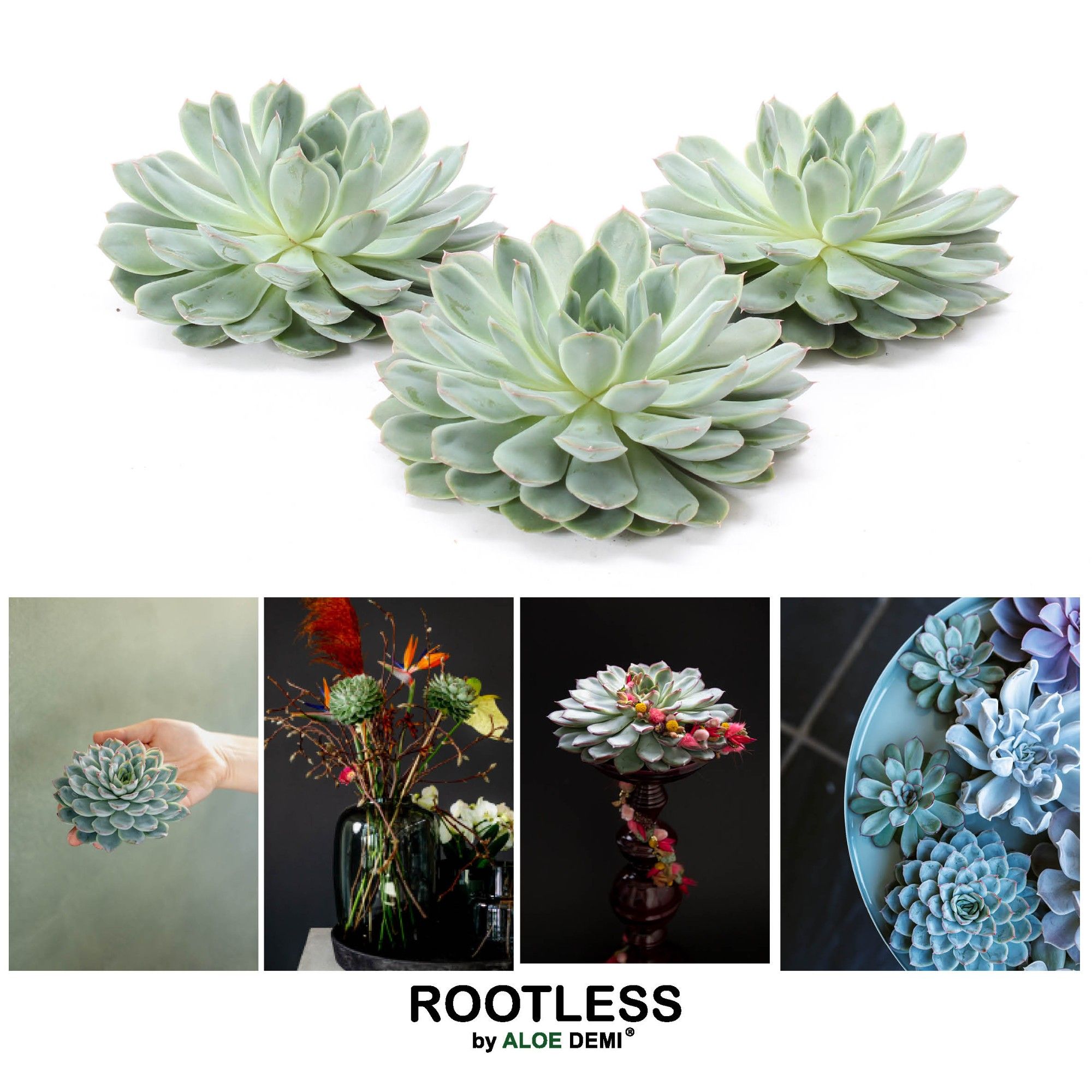 ROOTLESS Pulidonis 12-14 cm, solo, D 13 cm