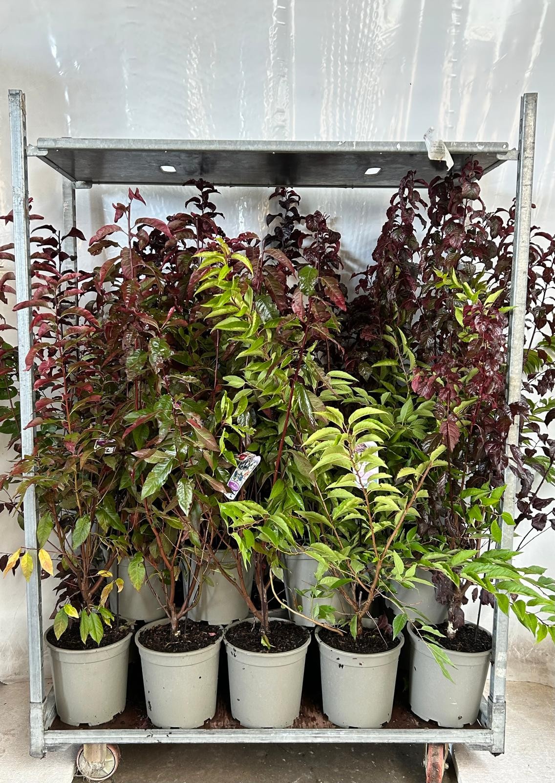 Prunus in cultivators, D 27