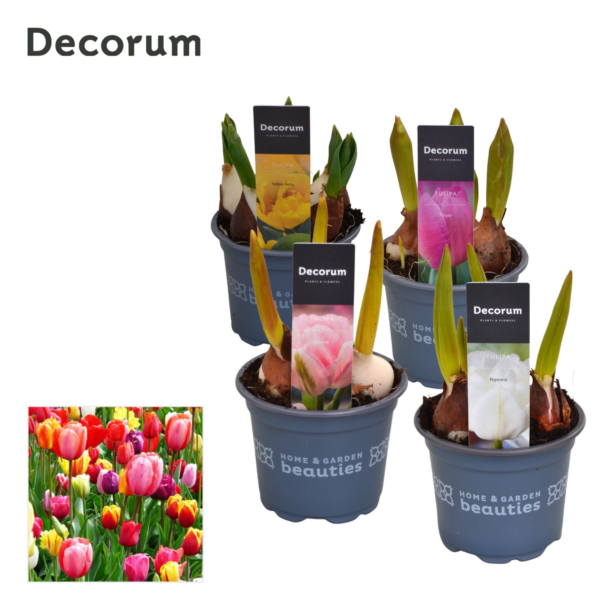 Tulp Gemengd, D 9