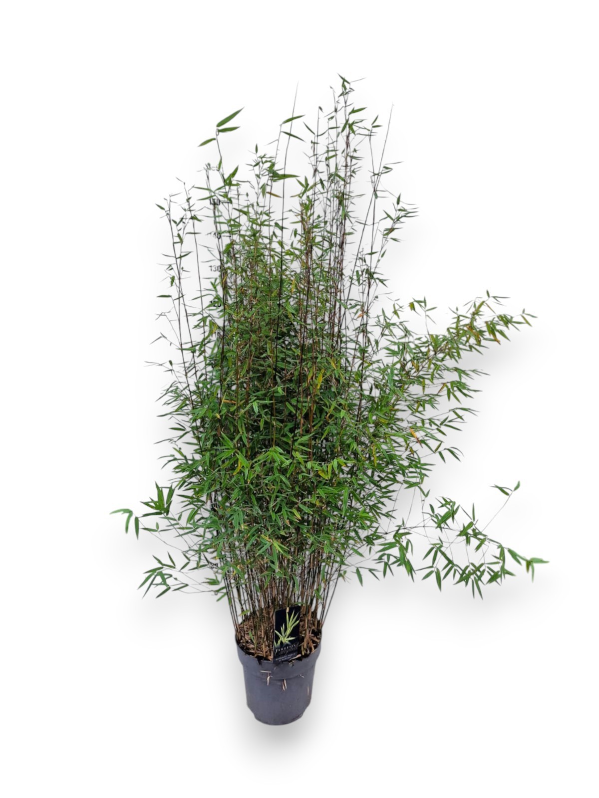 Fargesia jiuzhaigou 'Genf' C10/P27 - Niet-woekerende Bamboe, D 27