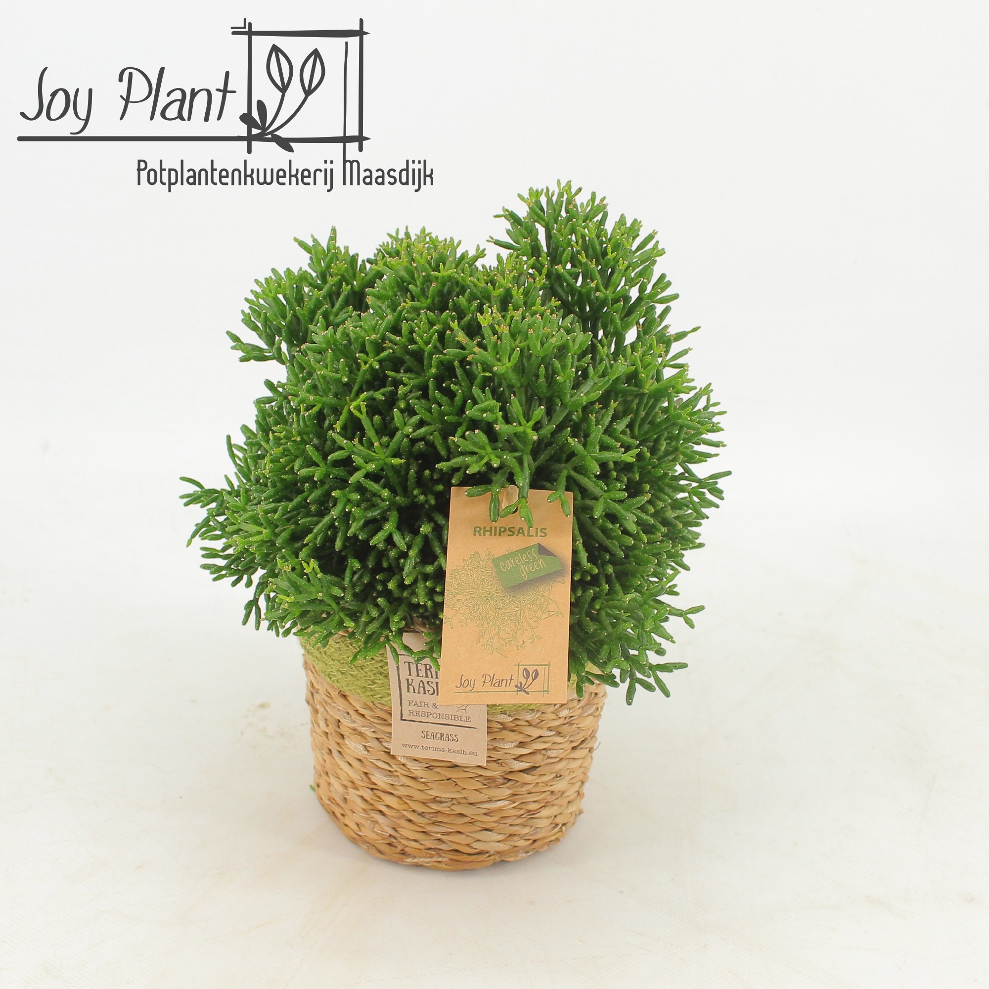Rhipsalis Hatiora P12 Mand Gaby Green, D 13