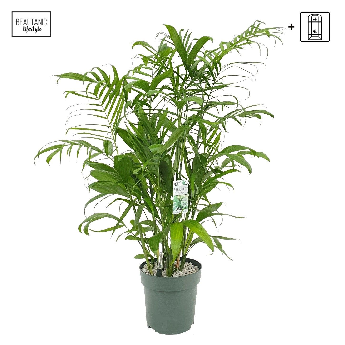 Chamaedorea Seifrizii, D 27