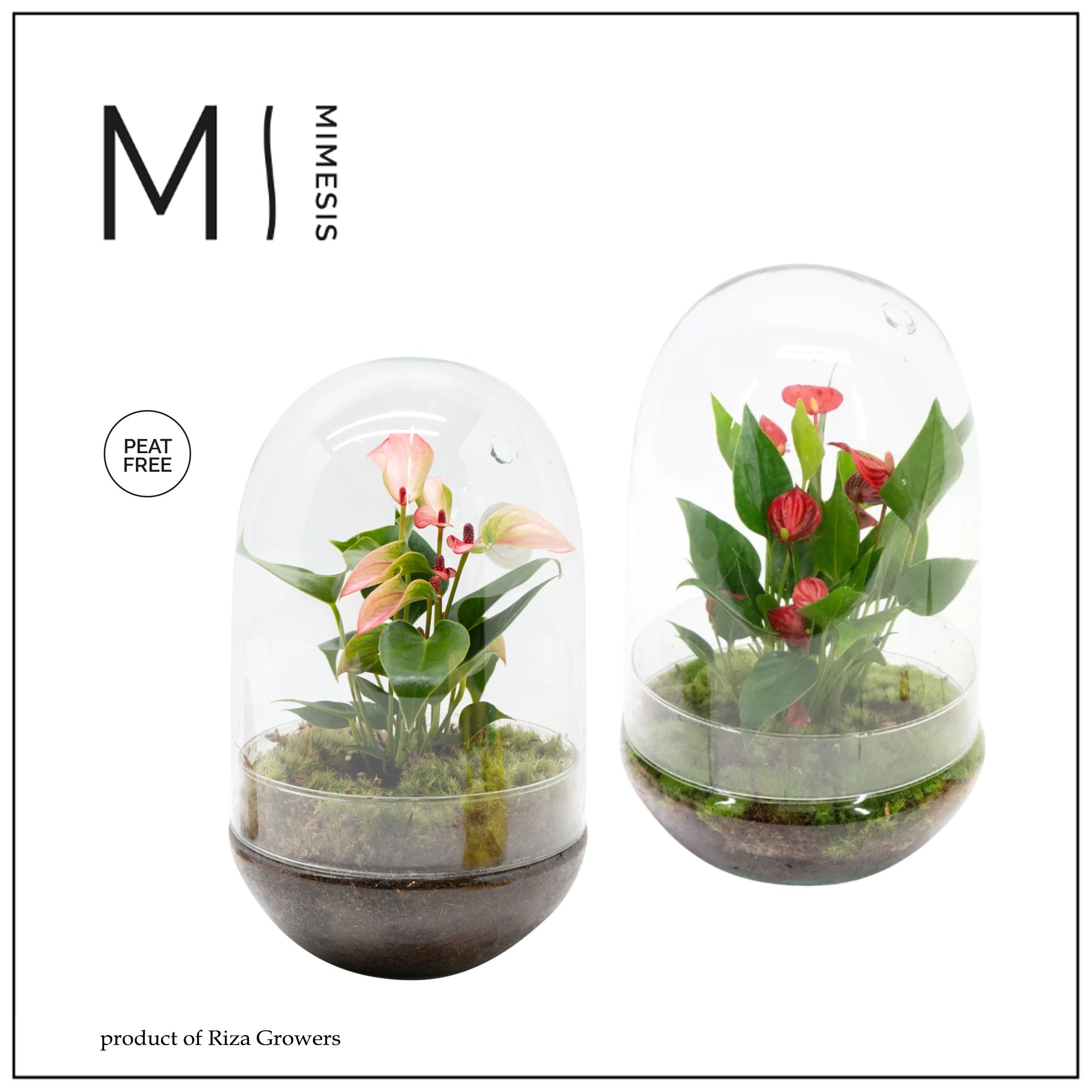 Mimesis Anthurium KARMA Mix - Terrarium Nature, D 14