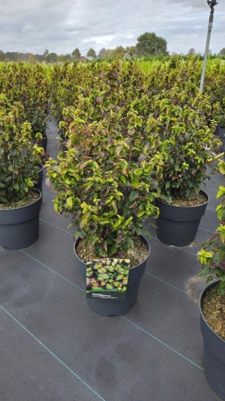 Parrotia persica Persian Spire, D 29