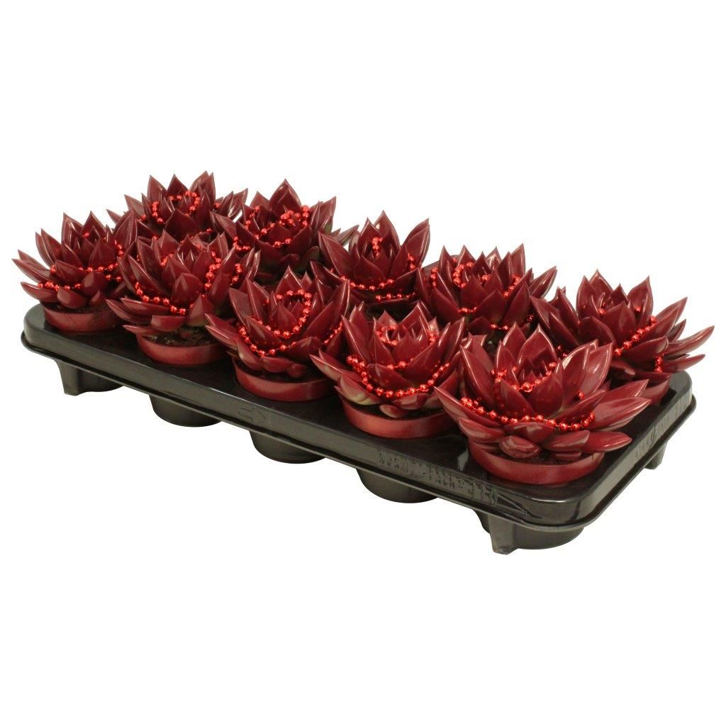 Miranda coloured red + chain, D 10,5