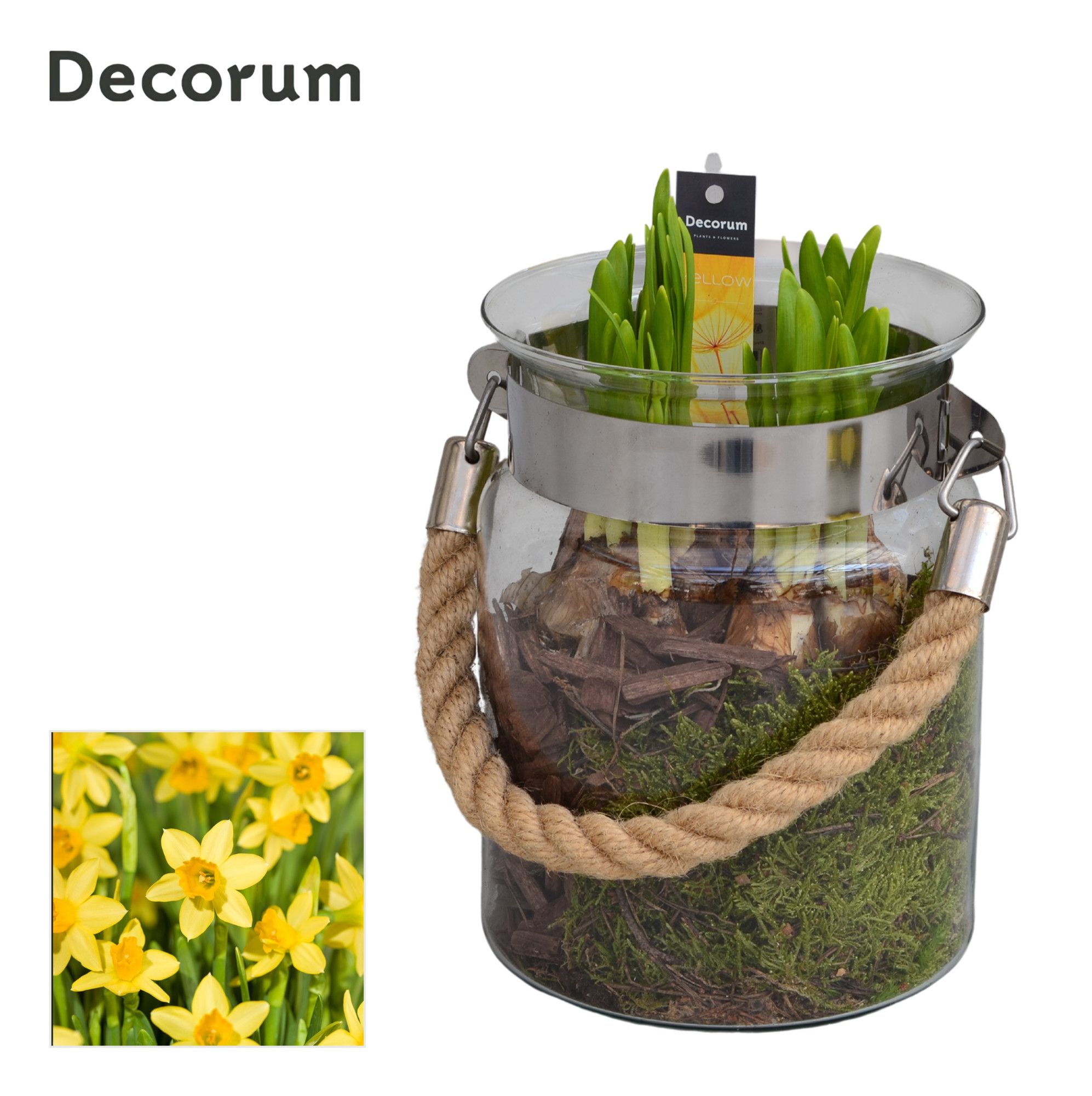 Narcis Groot Glas met Touw HL13843N, D 15