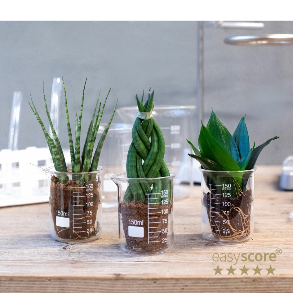 GREEN MIX 30612000 Lab Glass, D 7