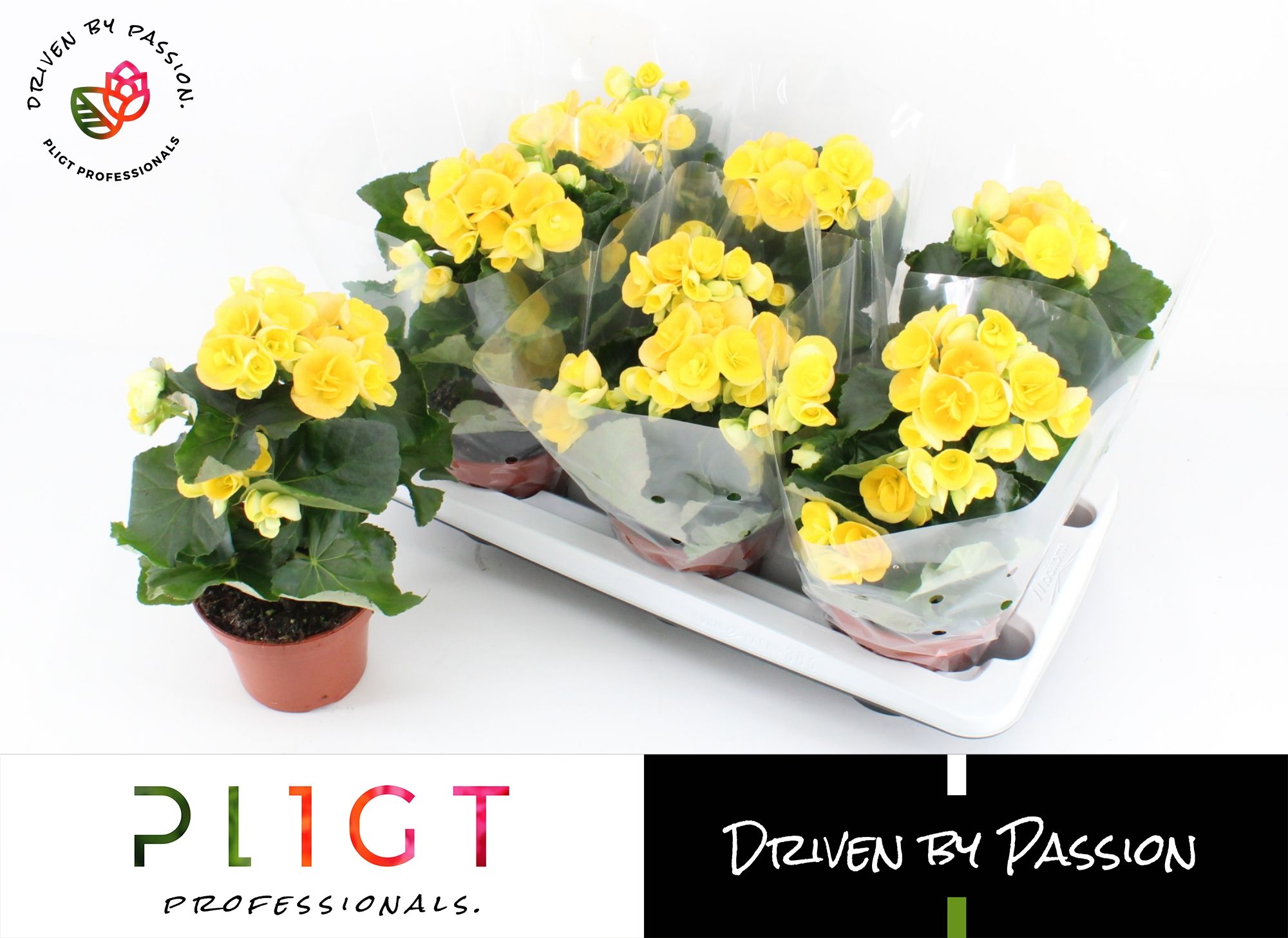 Begonia Nadine P14 GROW, D 14