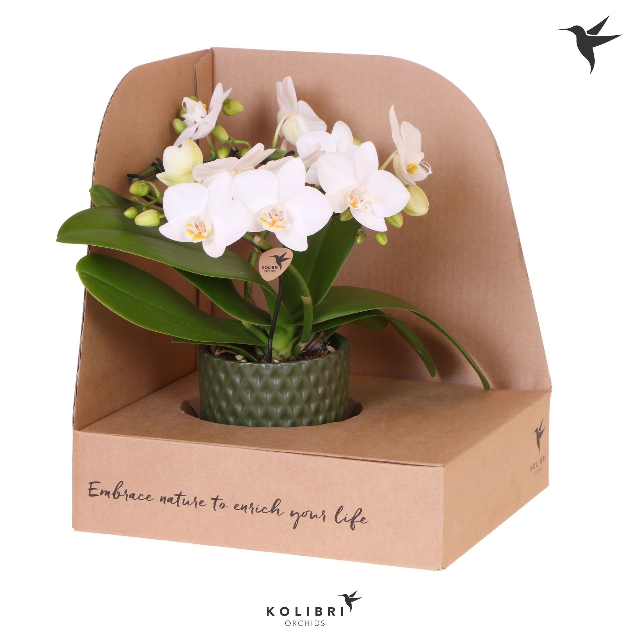 Kolibri Orchids Phalaenopsis Halo white in Diamond pot green in showbox, D 9