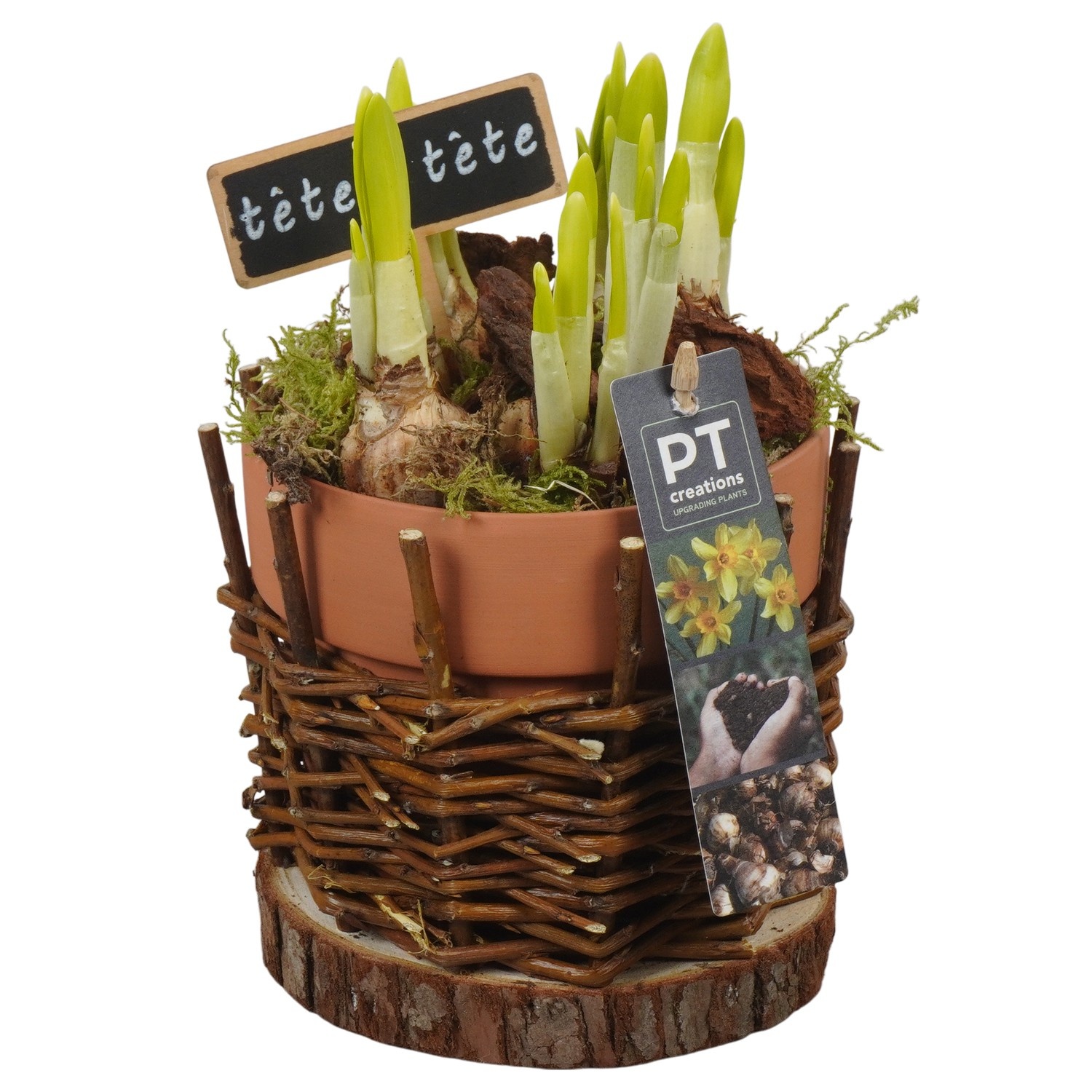 PTN8753 Arrangement Narcissus in rieten pot, D 13