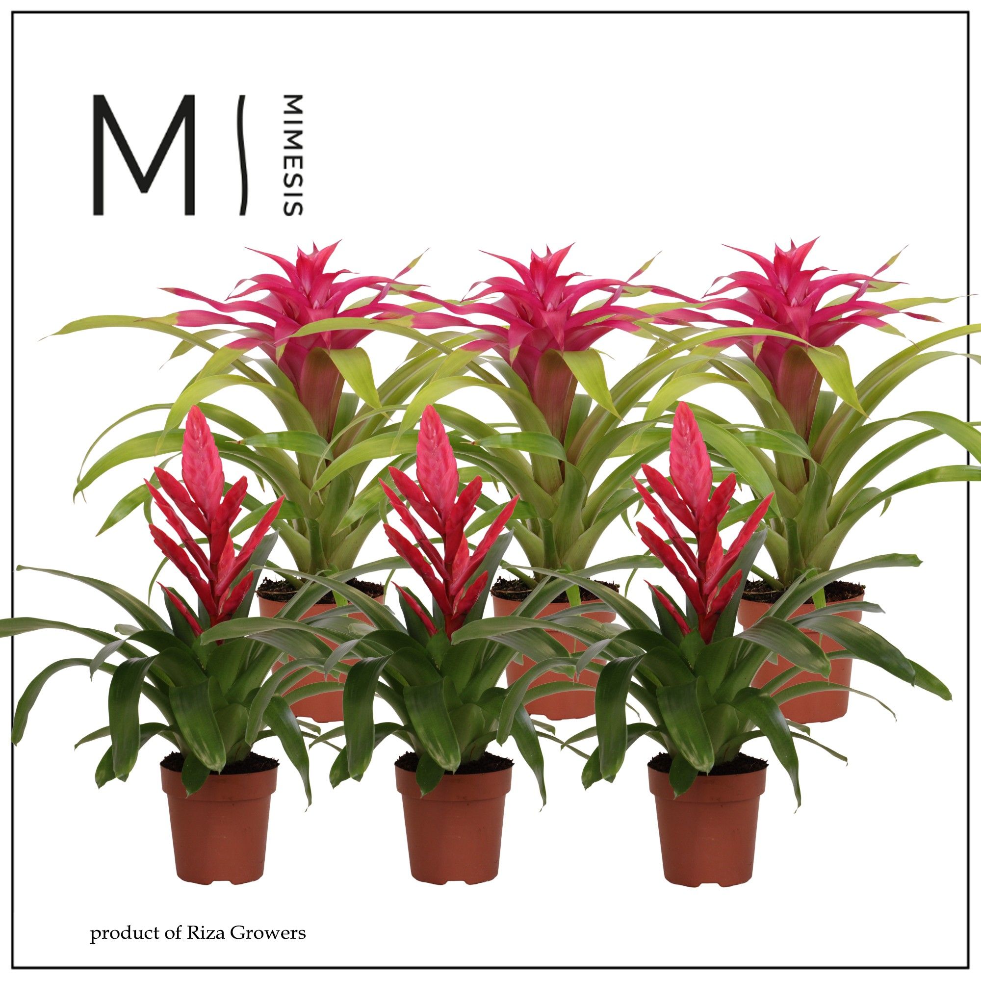 Bromelia Pink - 12cm | Mimesis, D 12