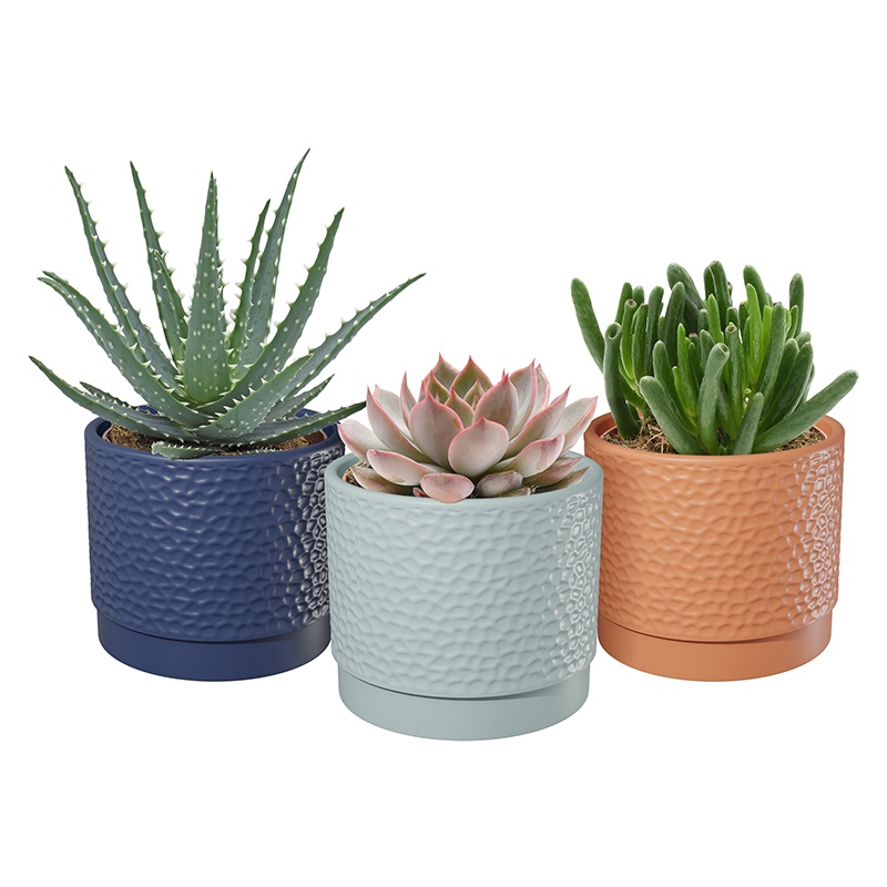 Succulent in Caléa ceramics, D 12