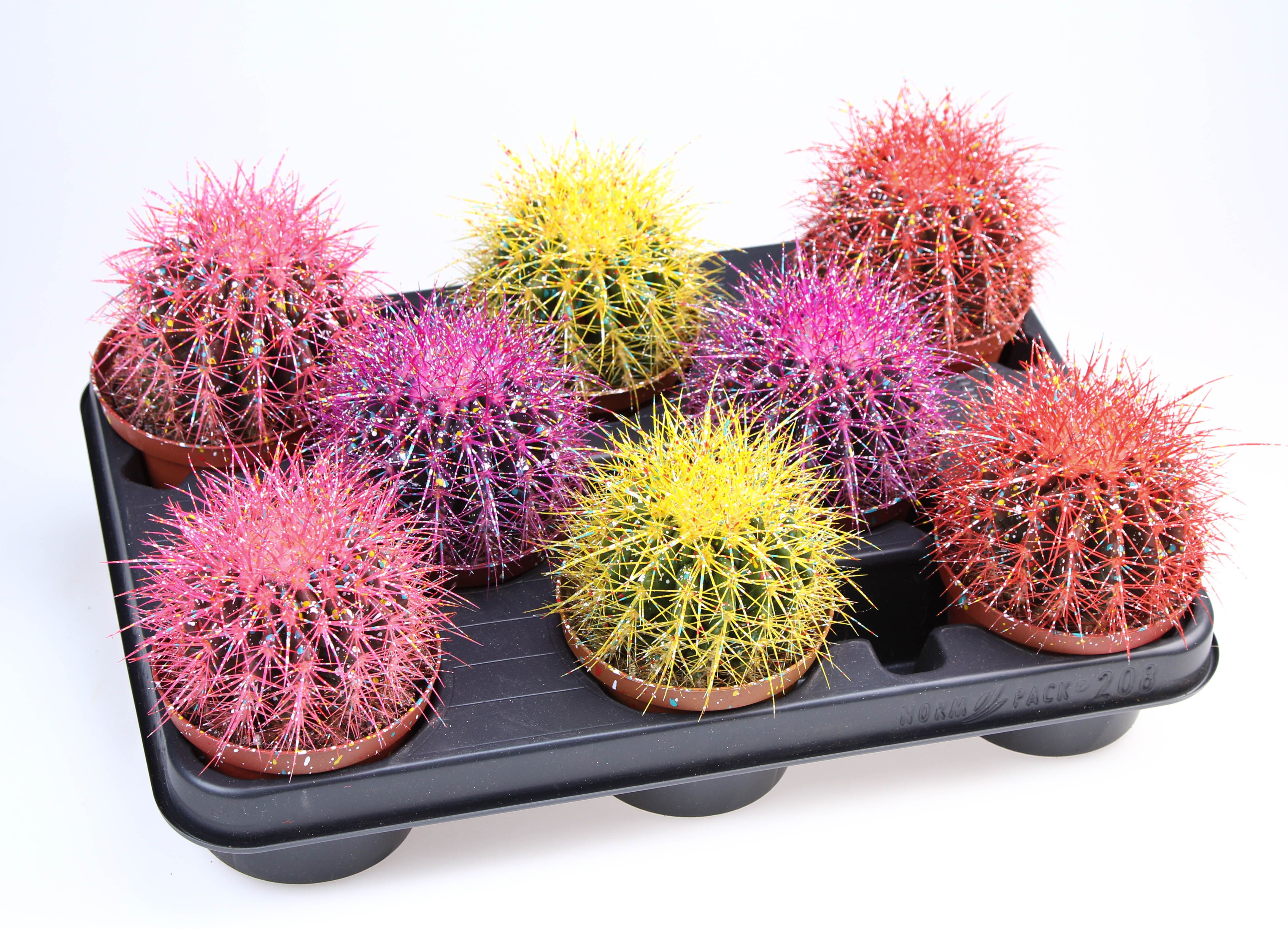 Grusonii rainbow sprinkle mix, D 10,5