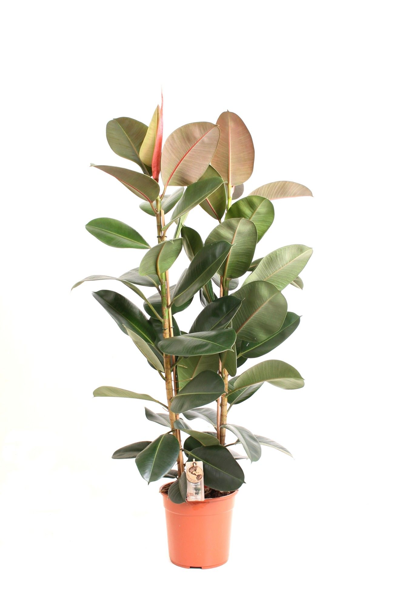 Ficus P27 Robusta 2PP, D 27