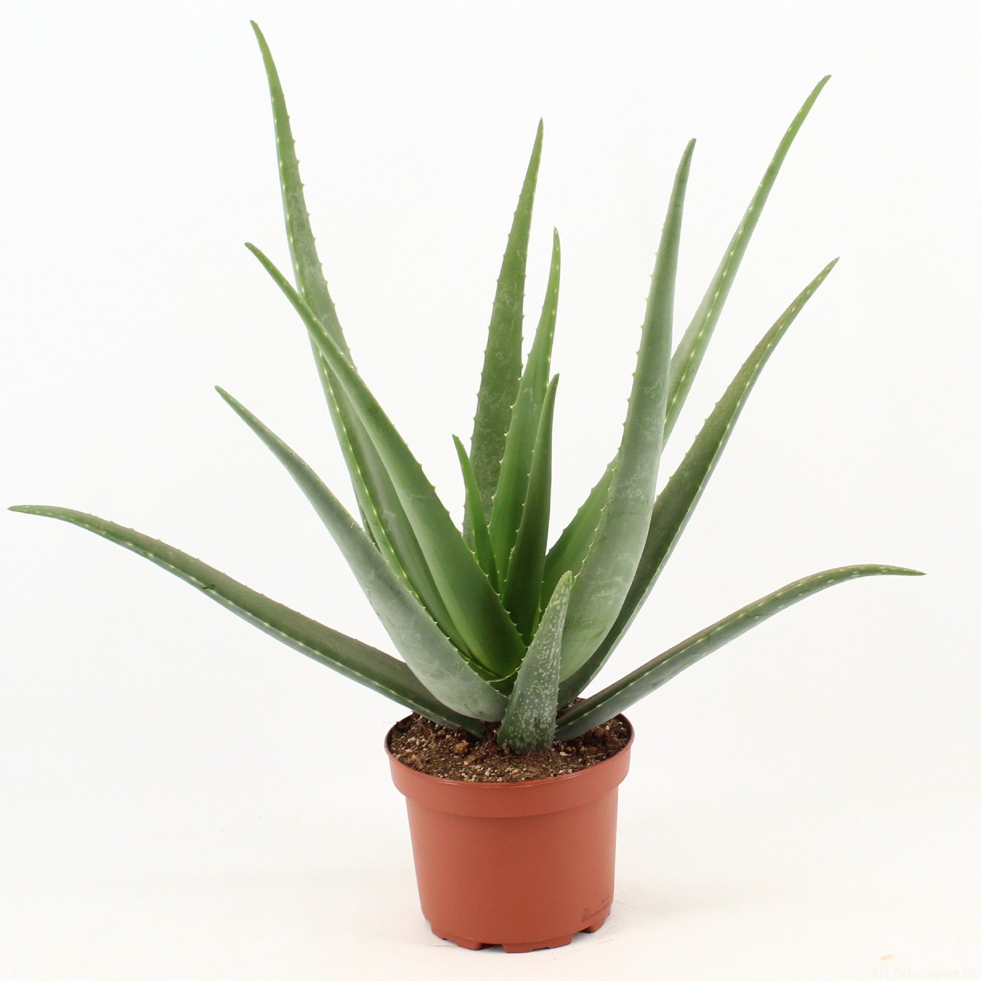 Aloe Vera P19 zonder kwekersetiket, D 19