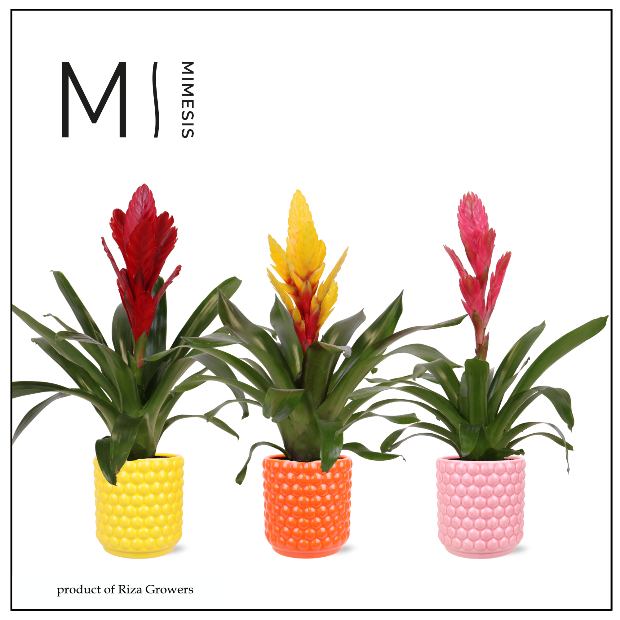 Vriesea Happy - 12cm in Siena | Mimesis, D 12