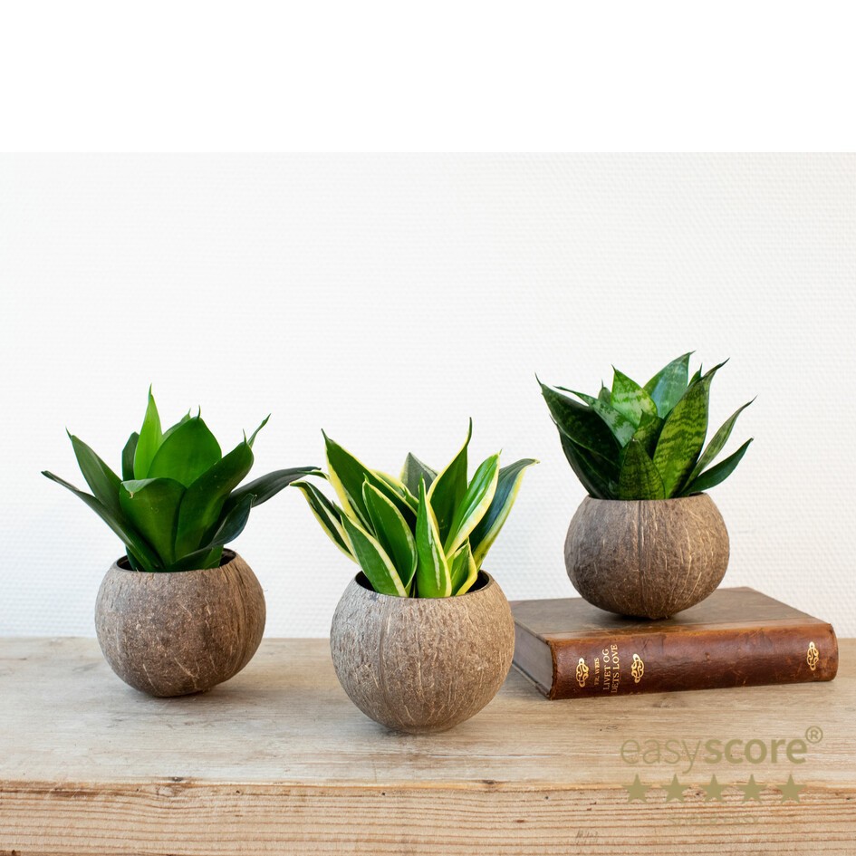 SANSEVIERIA MIX 30903002 Coco go�nut, D 14