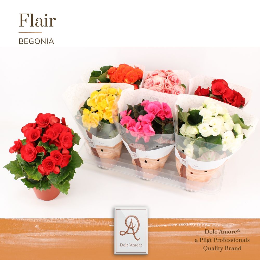Begonia Mix P14 Dolc'Amore® Flair, D 14