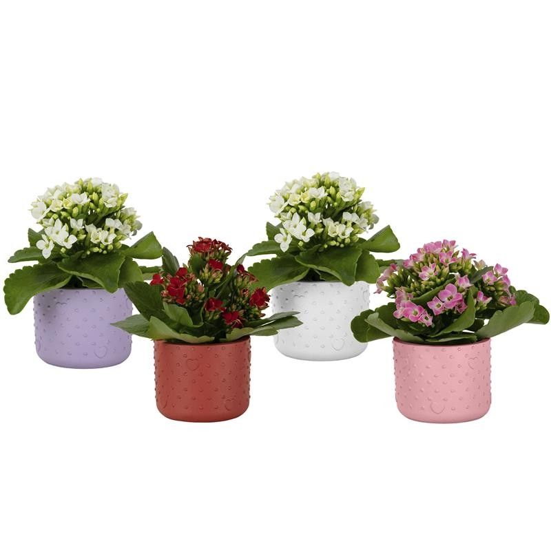 Forever Love with Kalanchoe, D 6