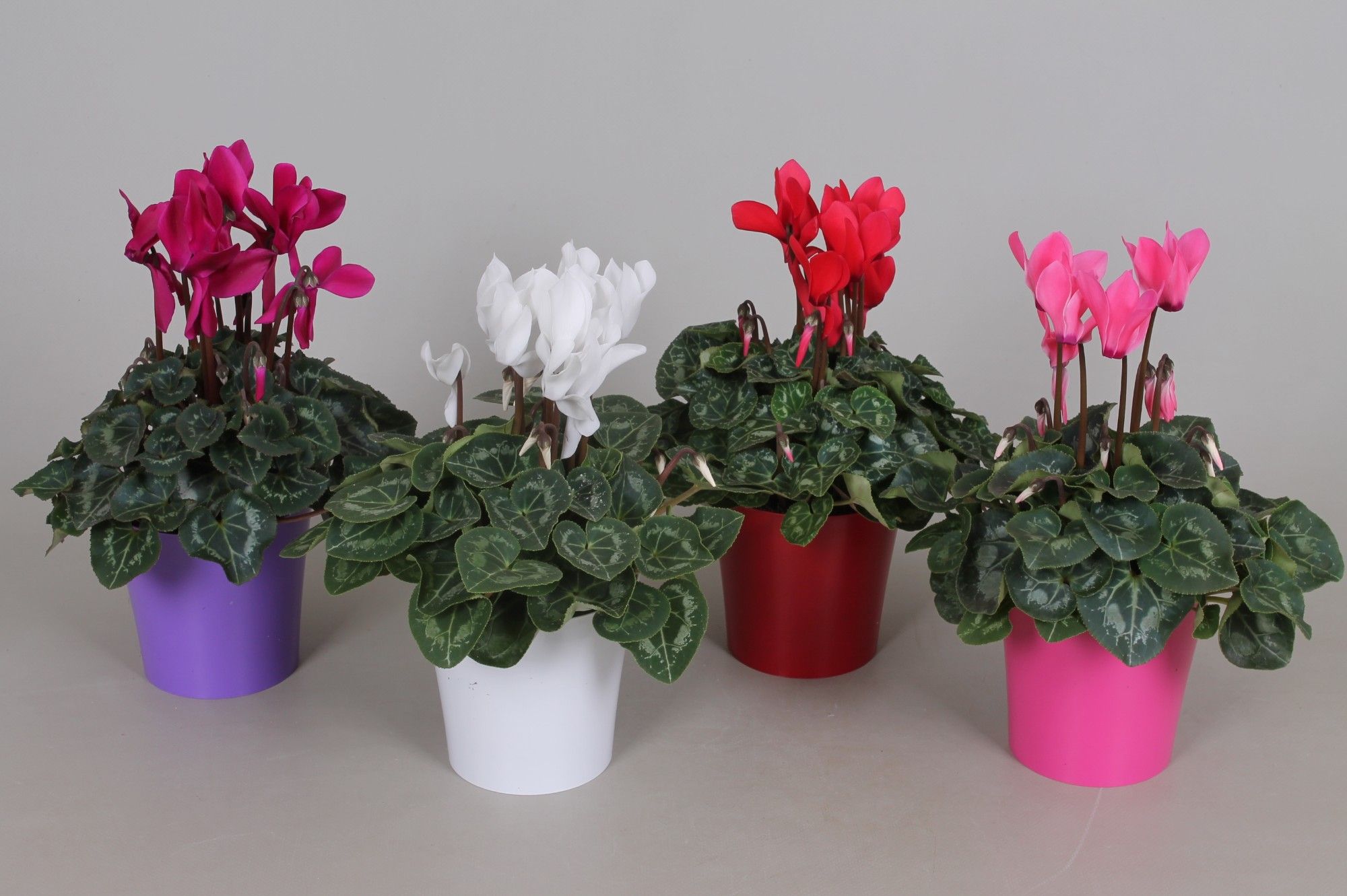 Cyclamen Super Serie Allure in diverse kleuren kunststof pot, D 12